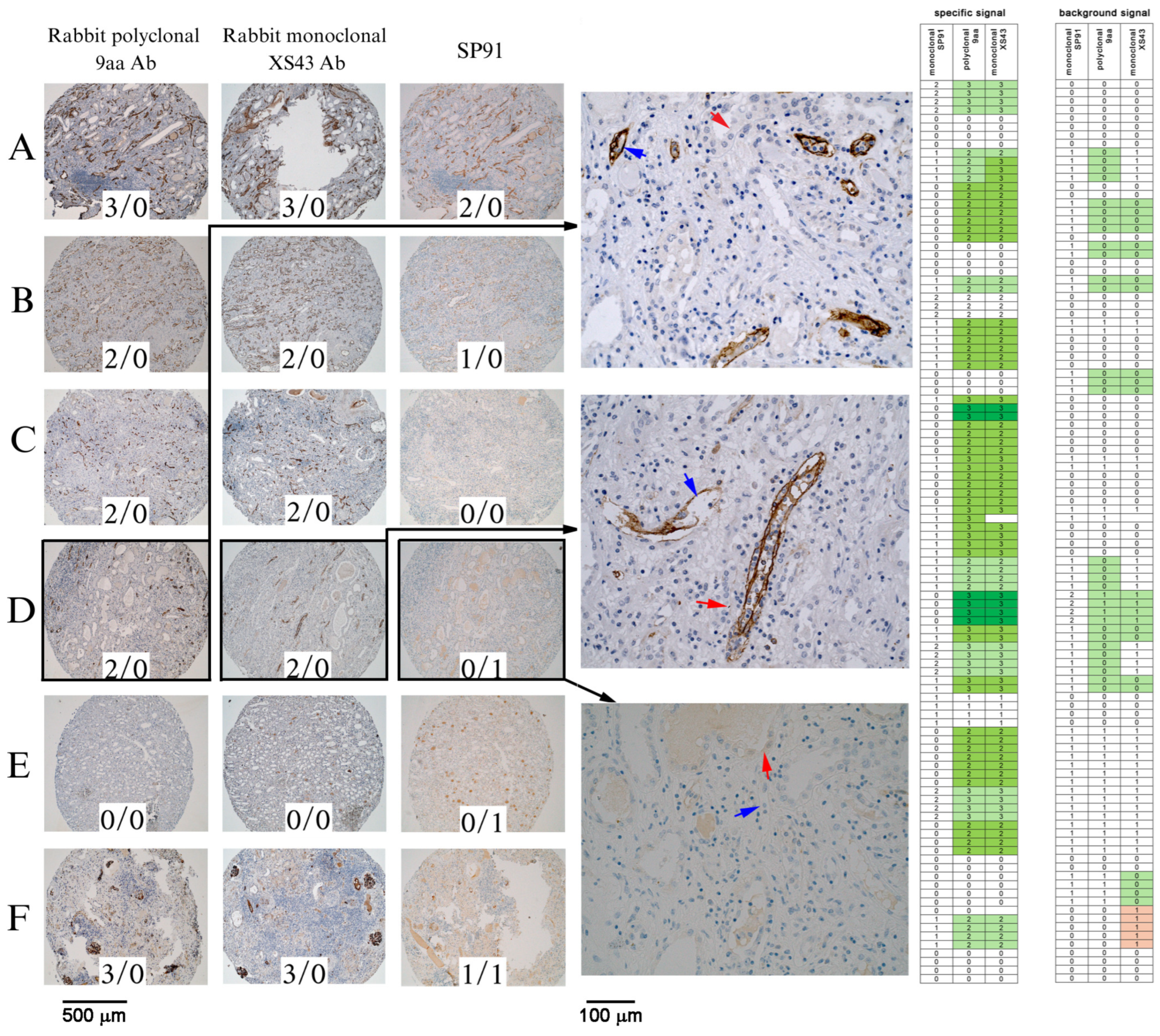 Ijms 25 10526 g001 Ijms 25 10526 g001