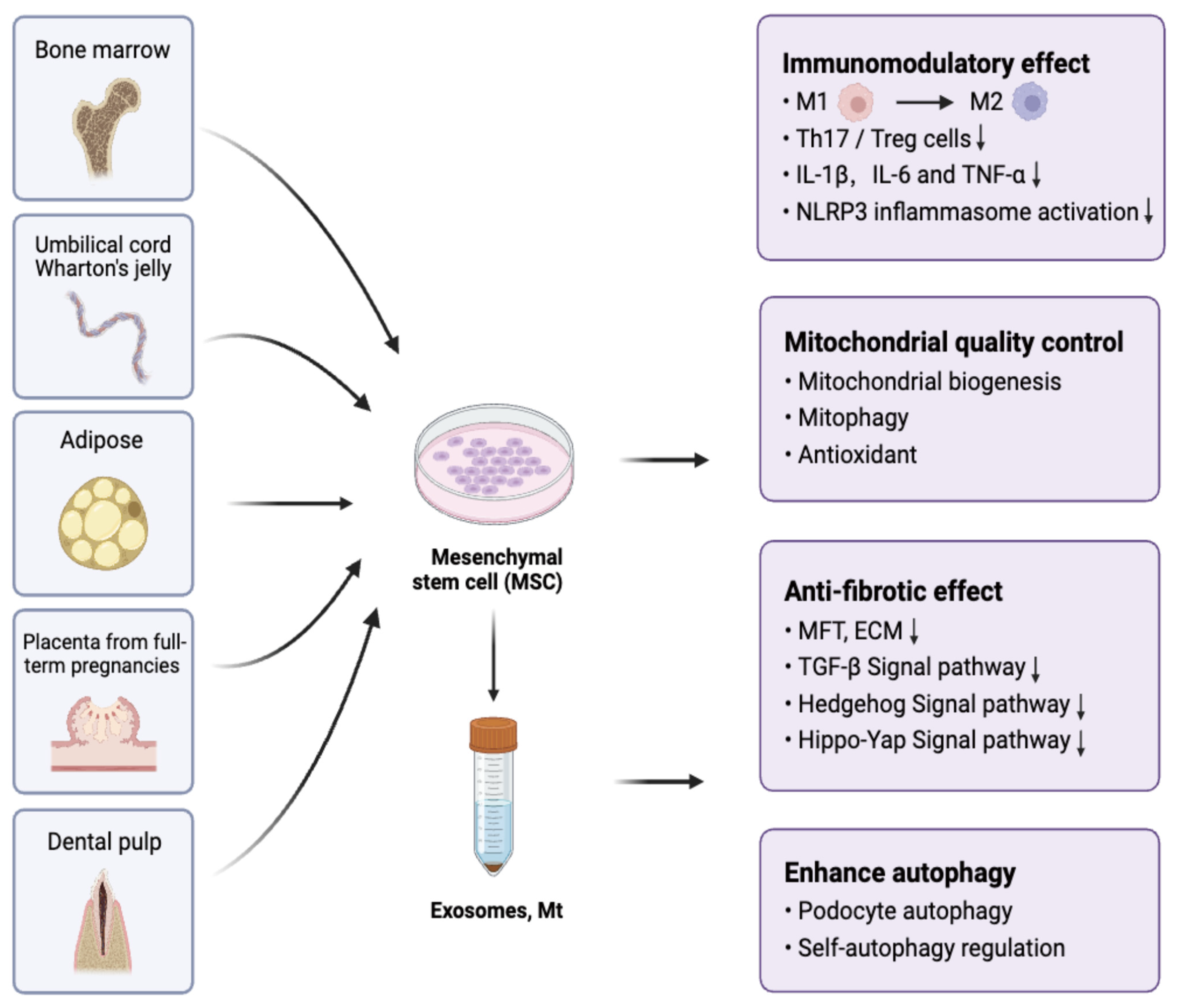 Ijms 25 10540 g001 Ijms 25 10540 g001