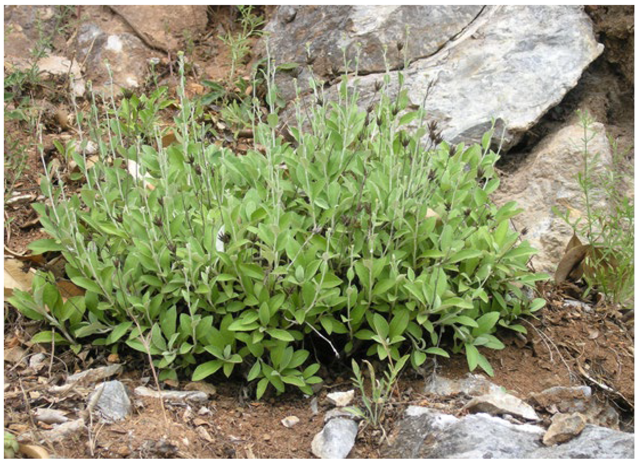 Ijms 25 10586 g001 Ijms 25 10586 g001