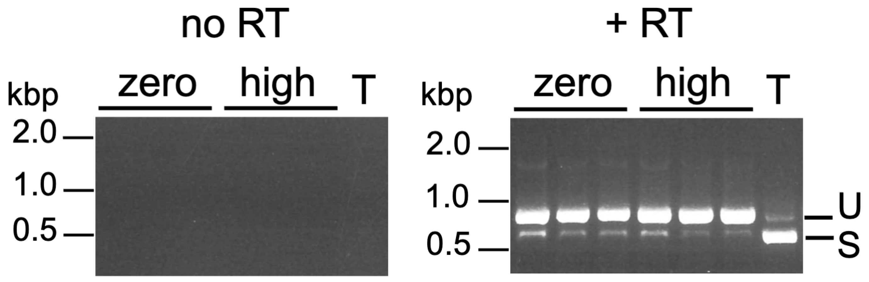 Ijms 25 10593 g003