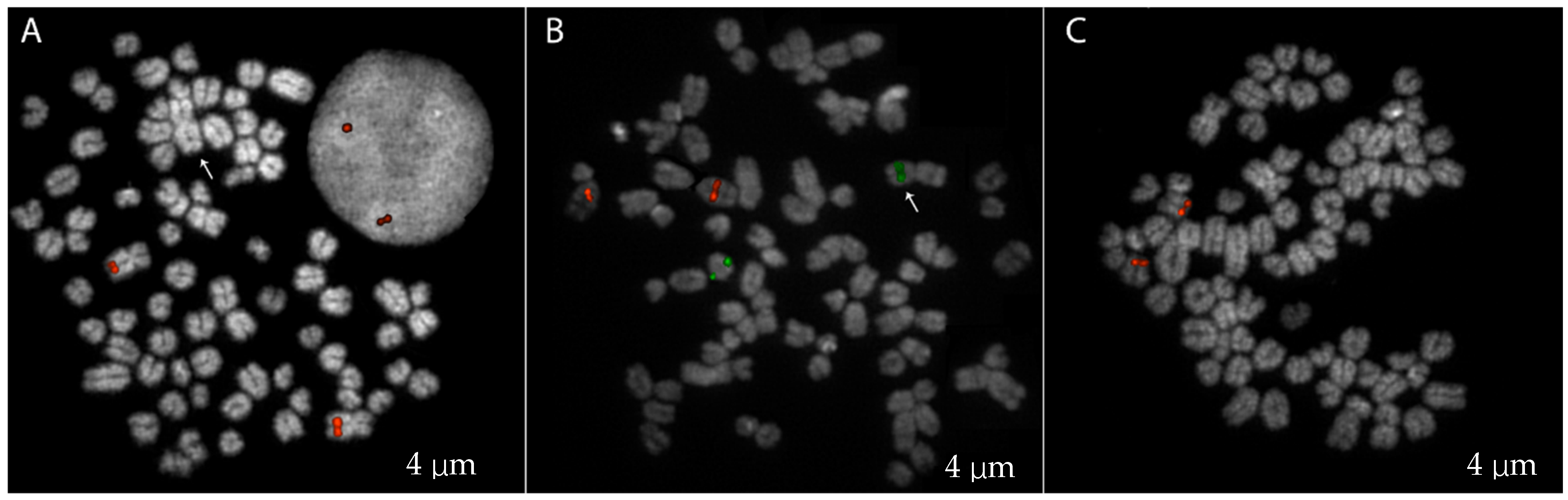 Ijms 25 10763 g002 Ijms 25 10763 g002