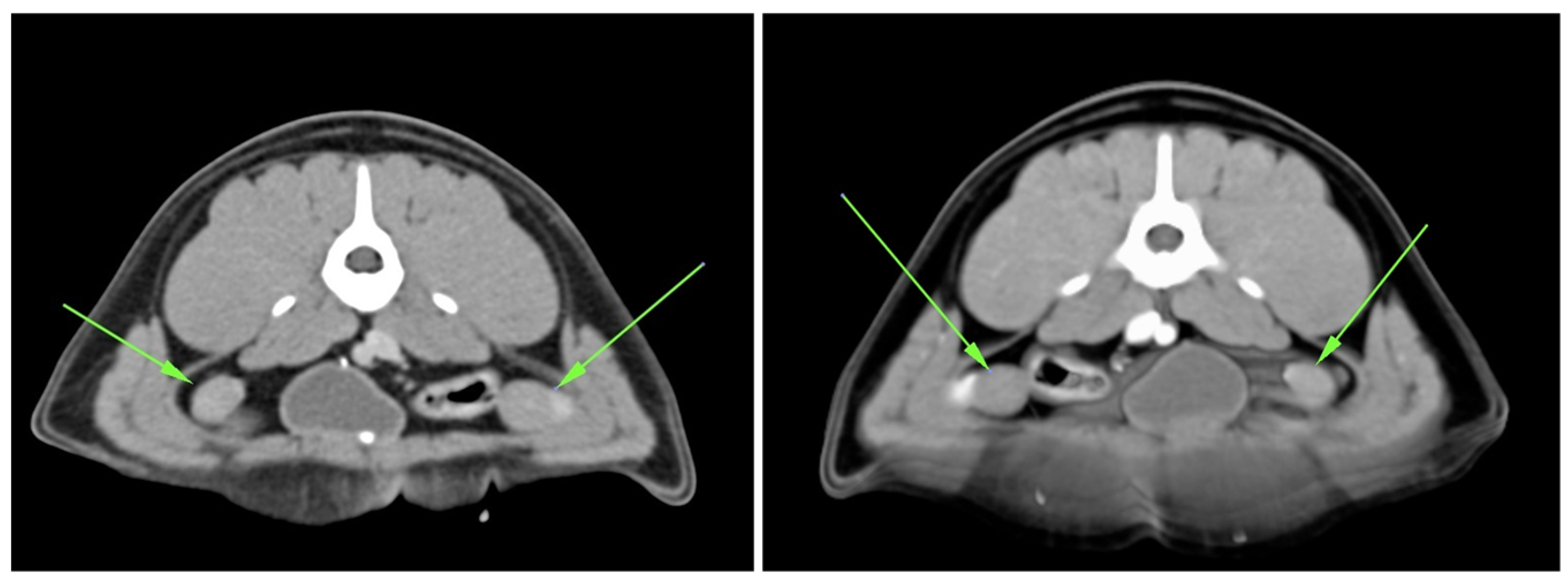 Ijms 25 10763 g0a3 Ijms 25 10763 g0a3