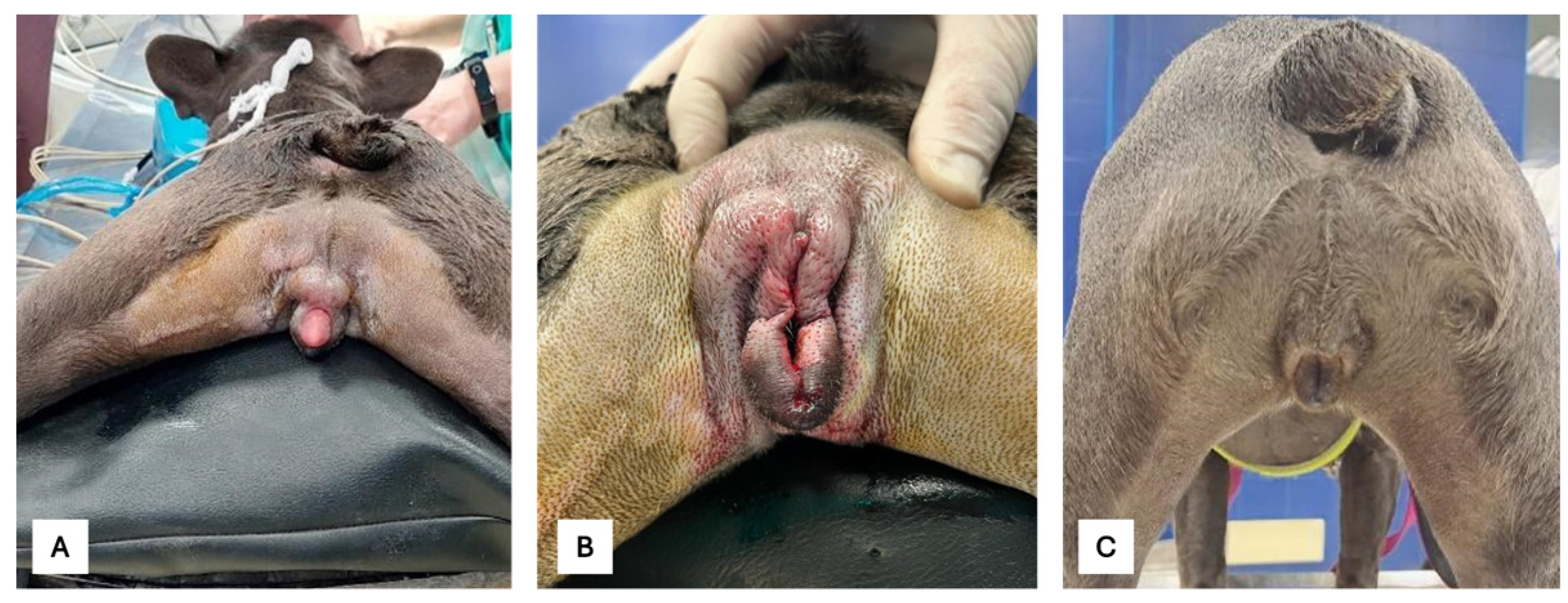 Ijms 25 10763 g0a4 Ijms 25 10763 g0a4