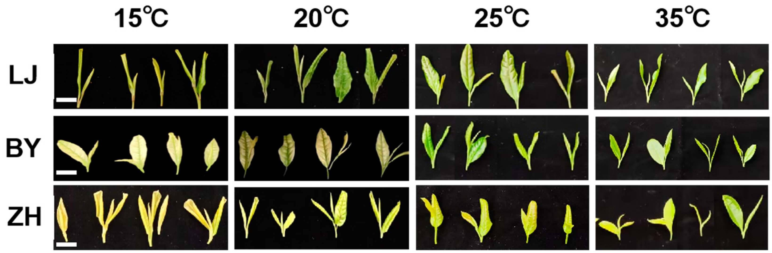 Ijms 25 10772 g001 Ijms 25 10772 g001