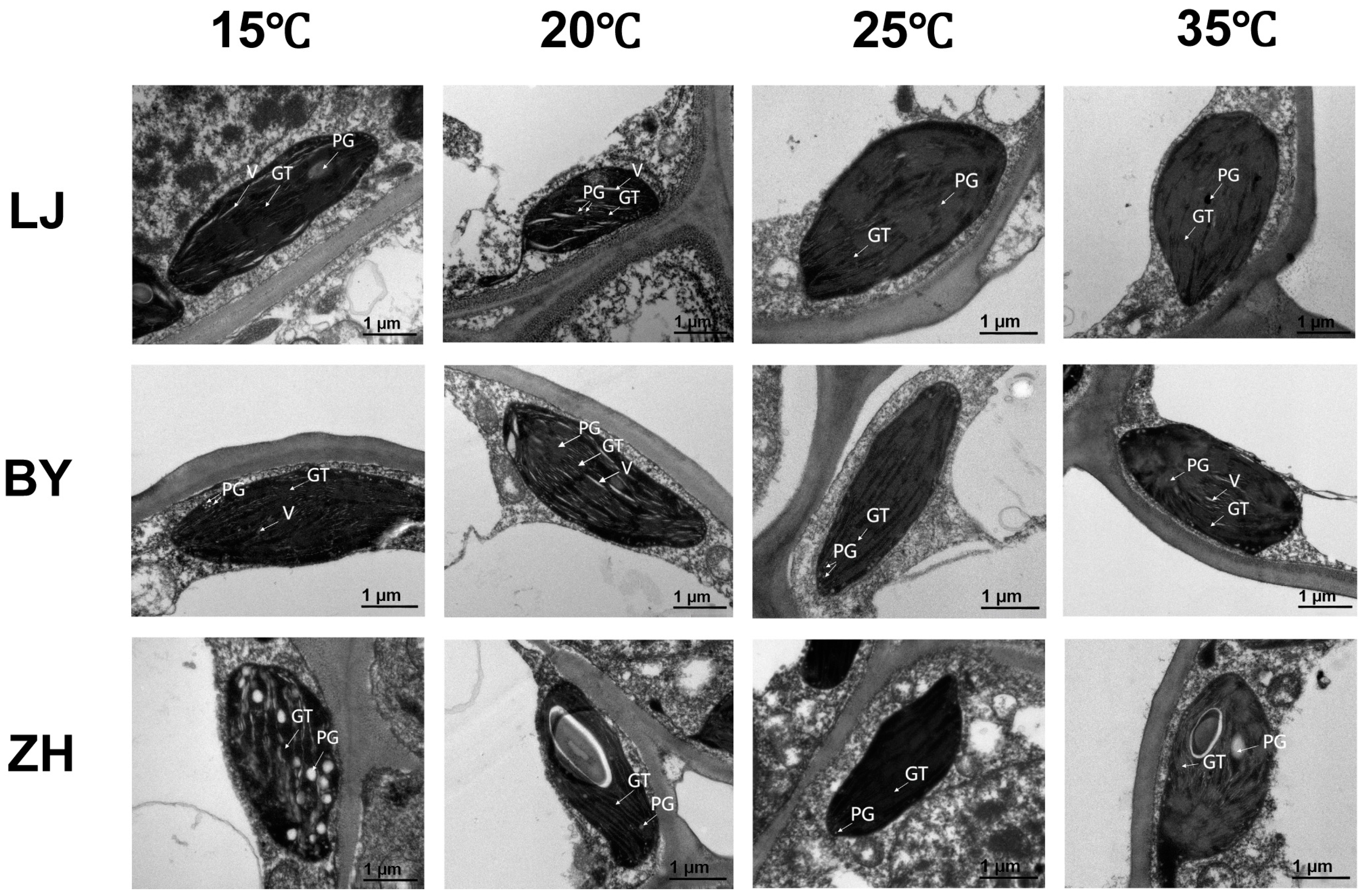 Ijms 25 10772 g002 Ijms 25 10772 g002