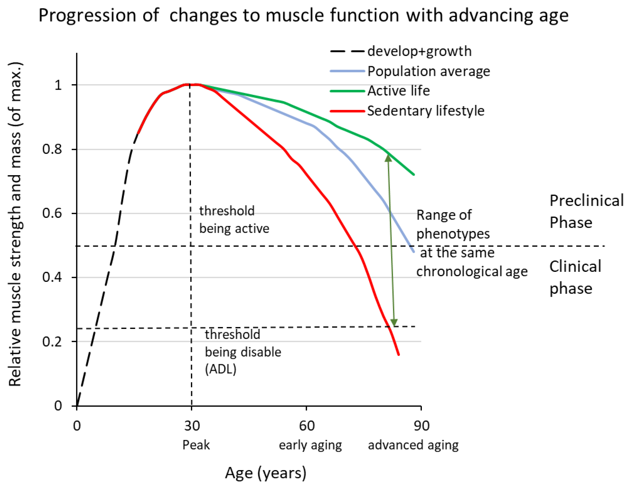Aging Skeletal Muscles: What Are the Mechanisms of Age-Related Loss of ...