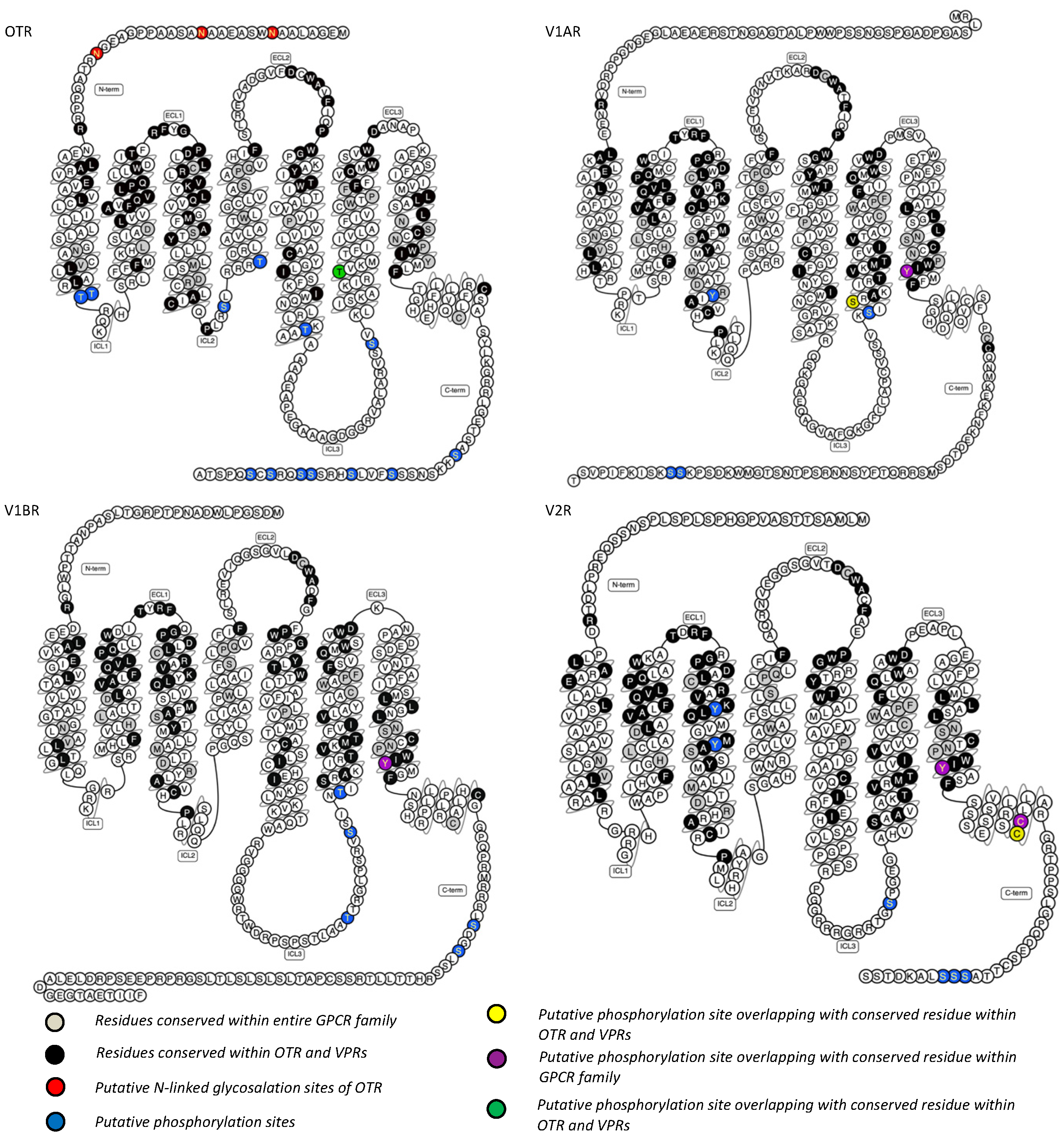 Ijms 25 10935 g003 Ijms 25 10935 g003