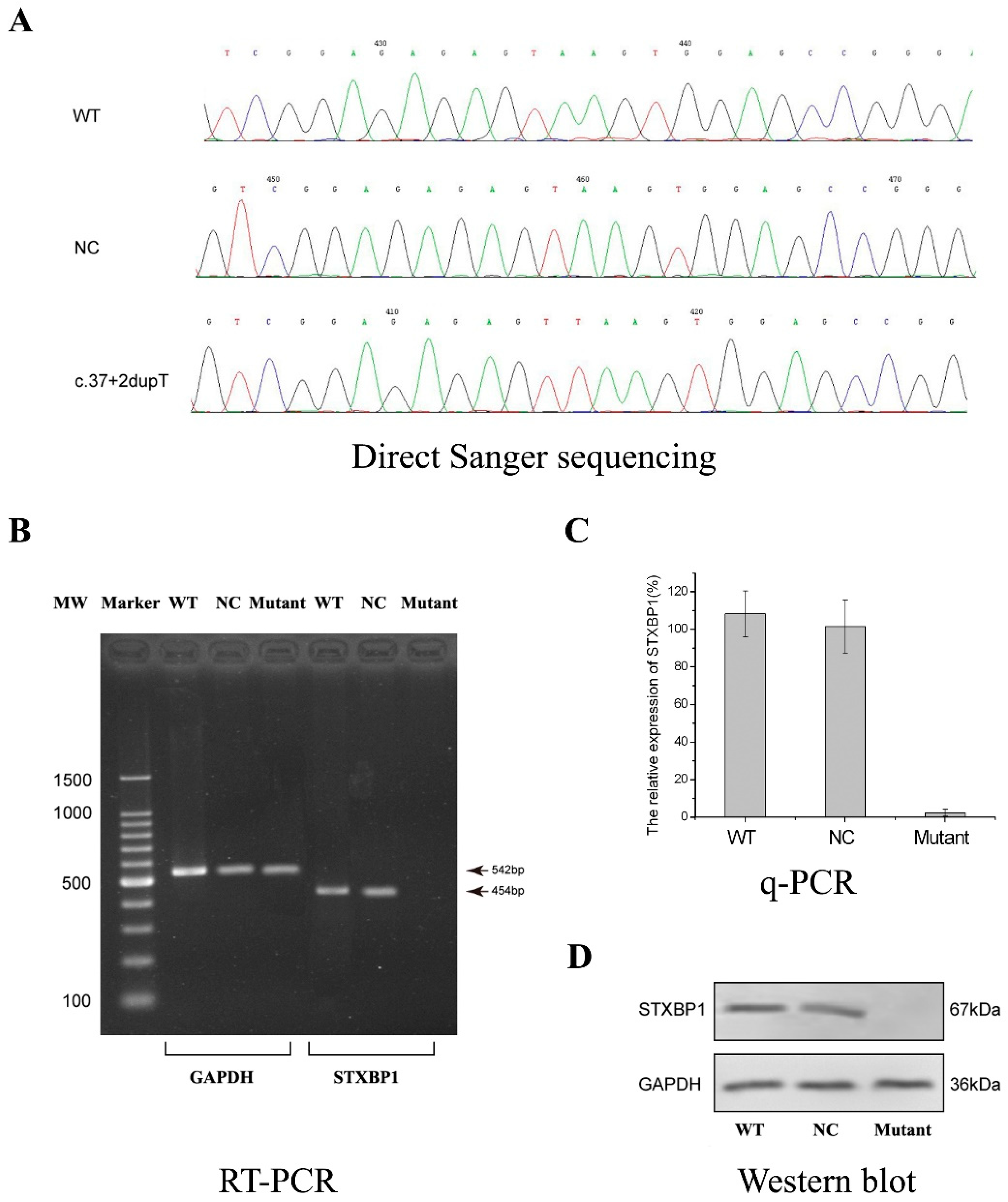 Ijms 25 10983 g003 Ijms 25 10983 g003