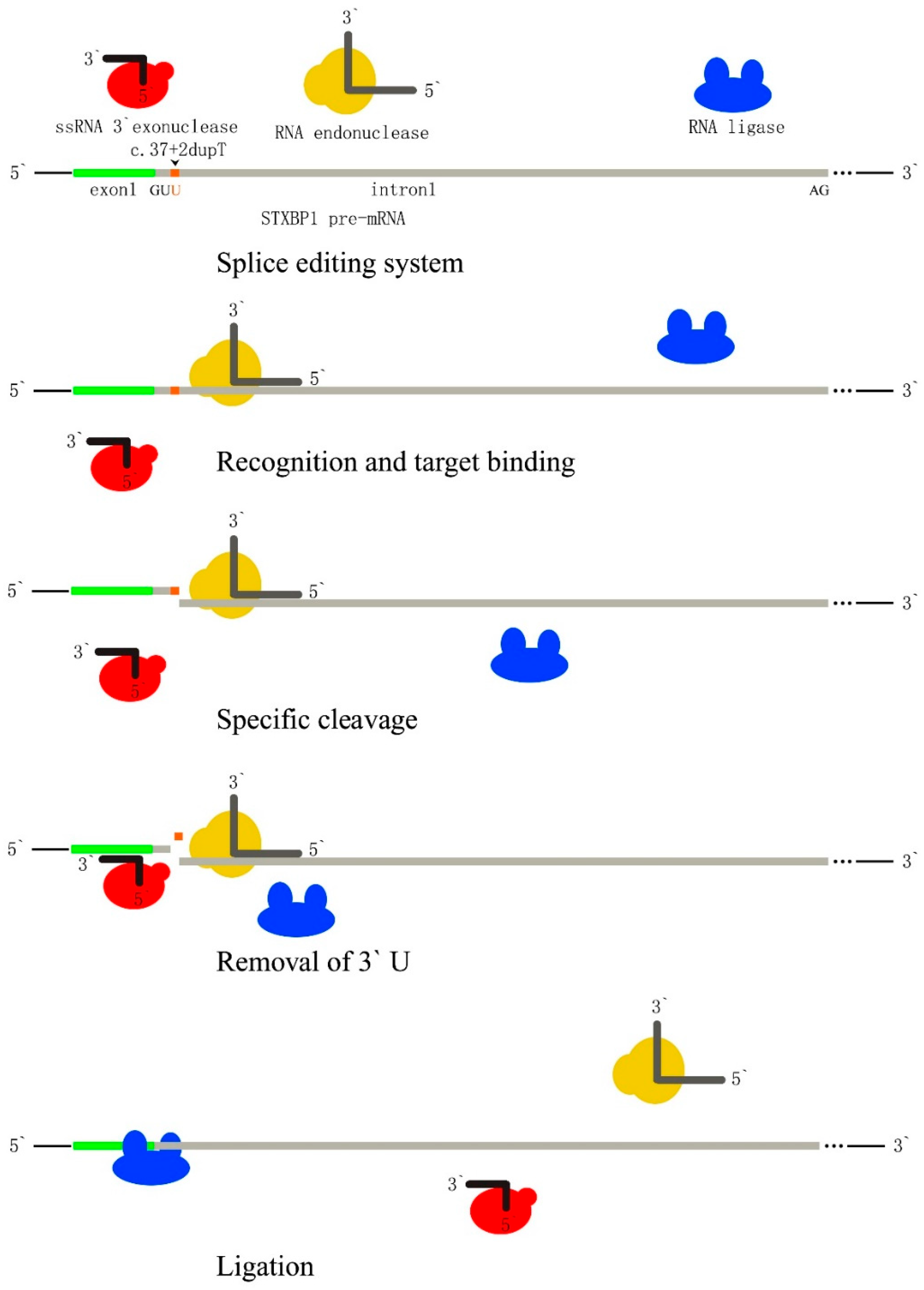 Ijms 25 10983 g005 Ijms 25 10983 g005