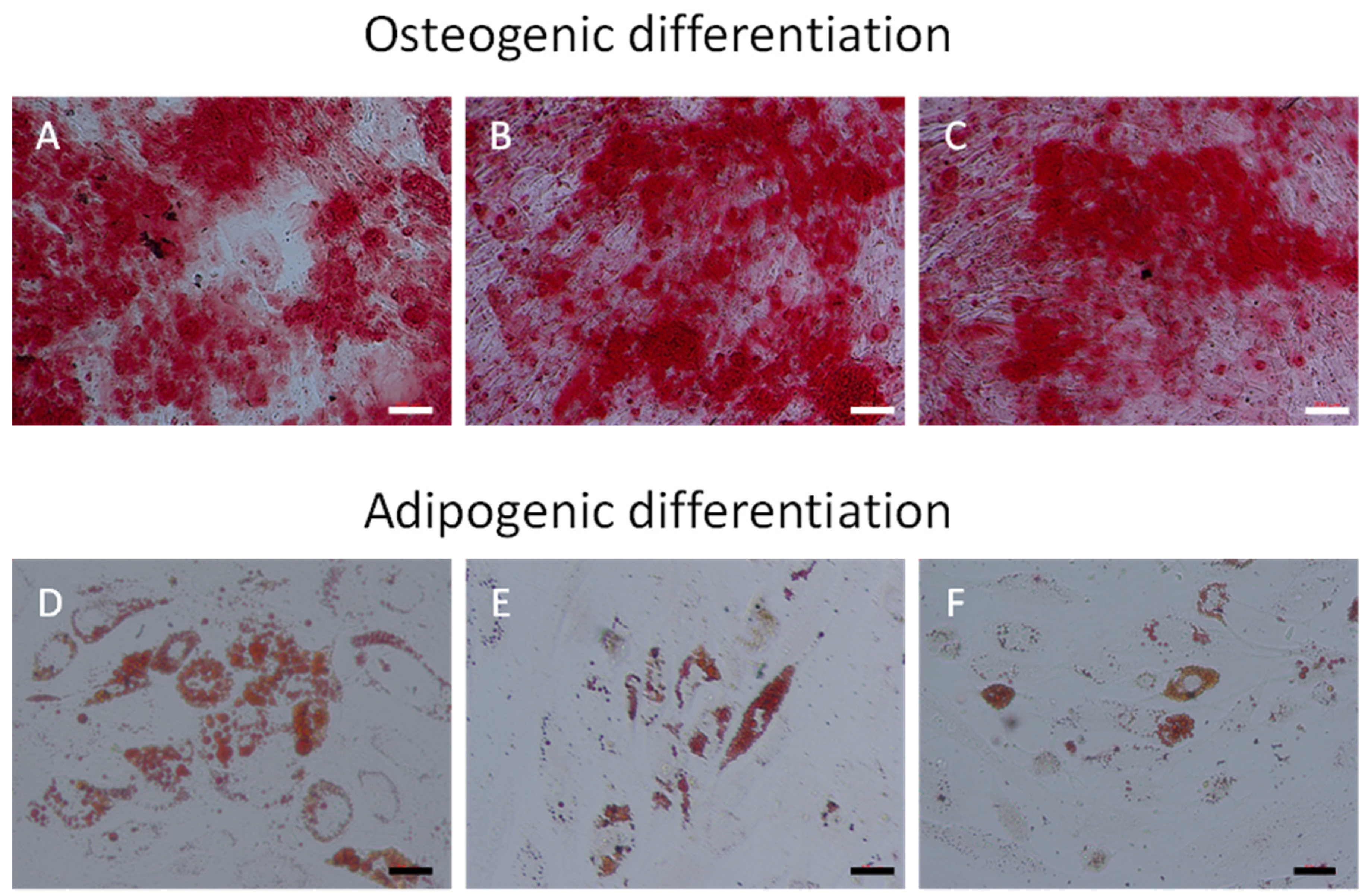 Ijms 25 11380 g001 Ijms 25 11380 g001