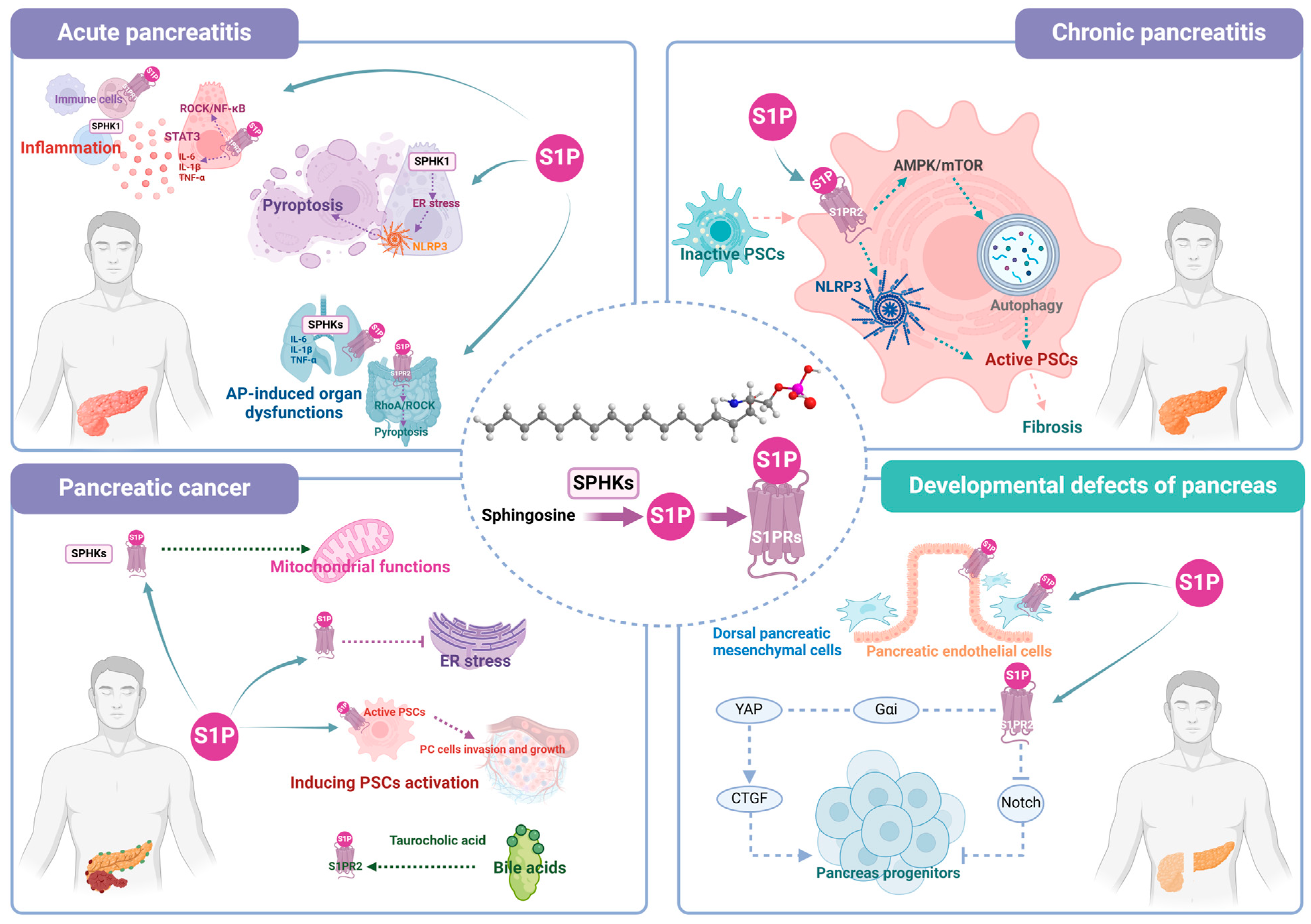 Ijms 25 11474 g002 Ijms 25 11474 g002