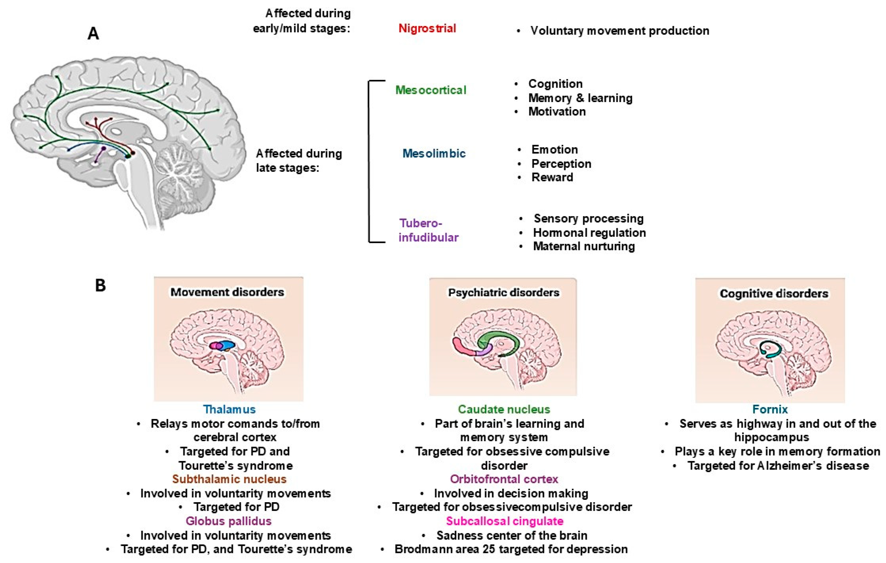 Ijms 25 11490 g001 Ijms 25 11490 g001