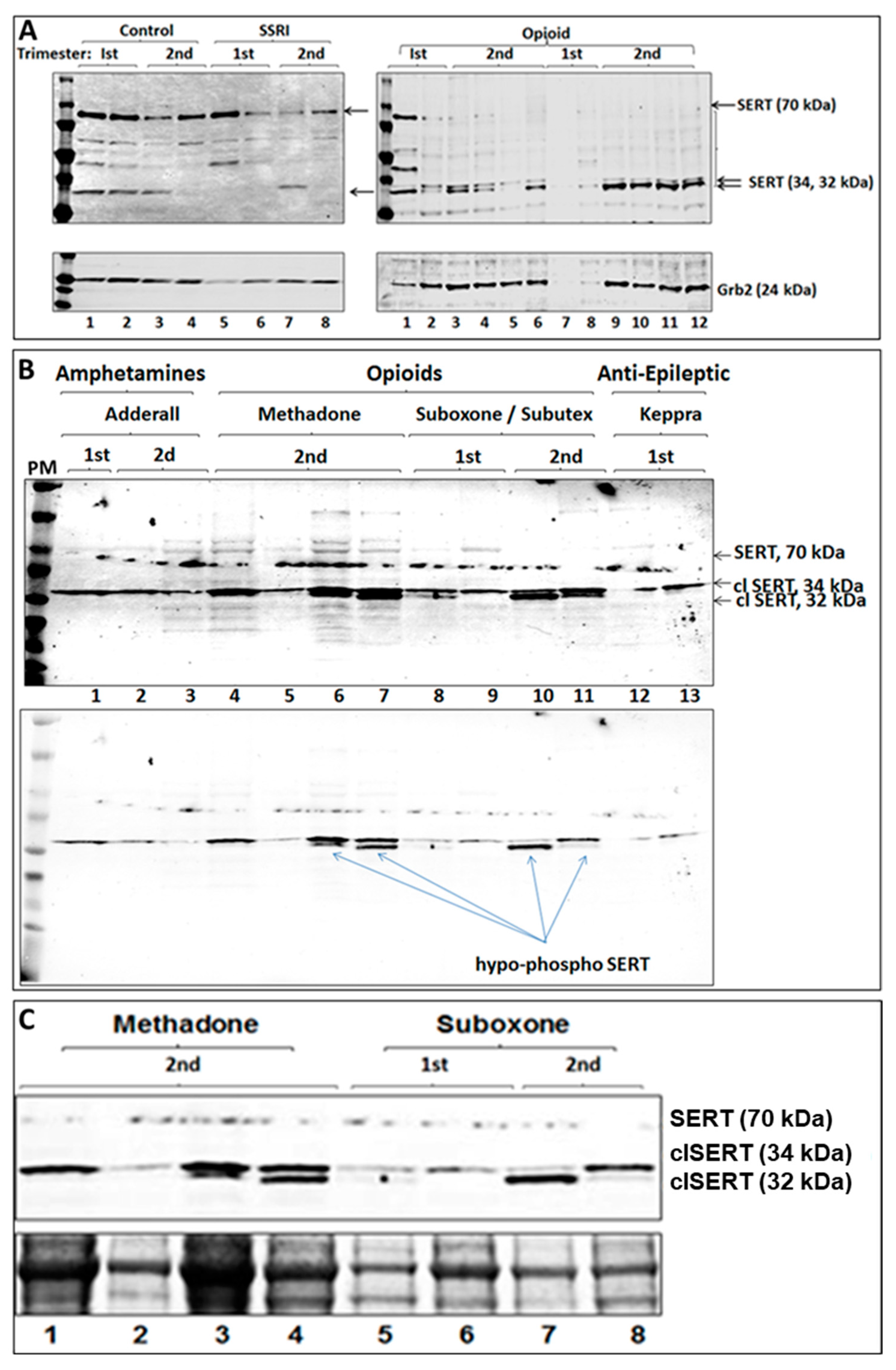 Ijms 25 11570 g002 Ijms 25 11570 g002