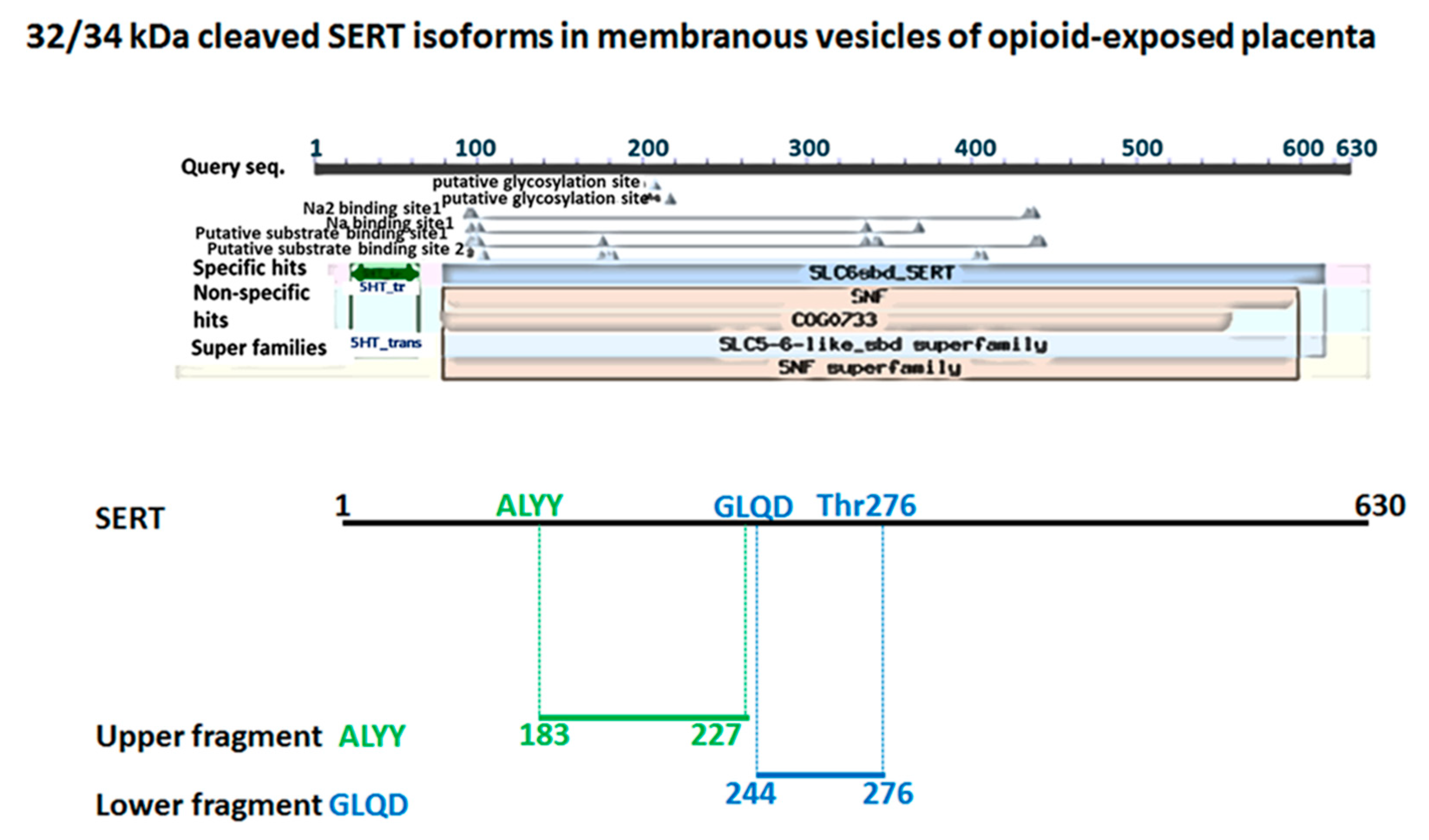 Ijms 25 11570 g004 Ijms 25 11570 g004