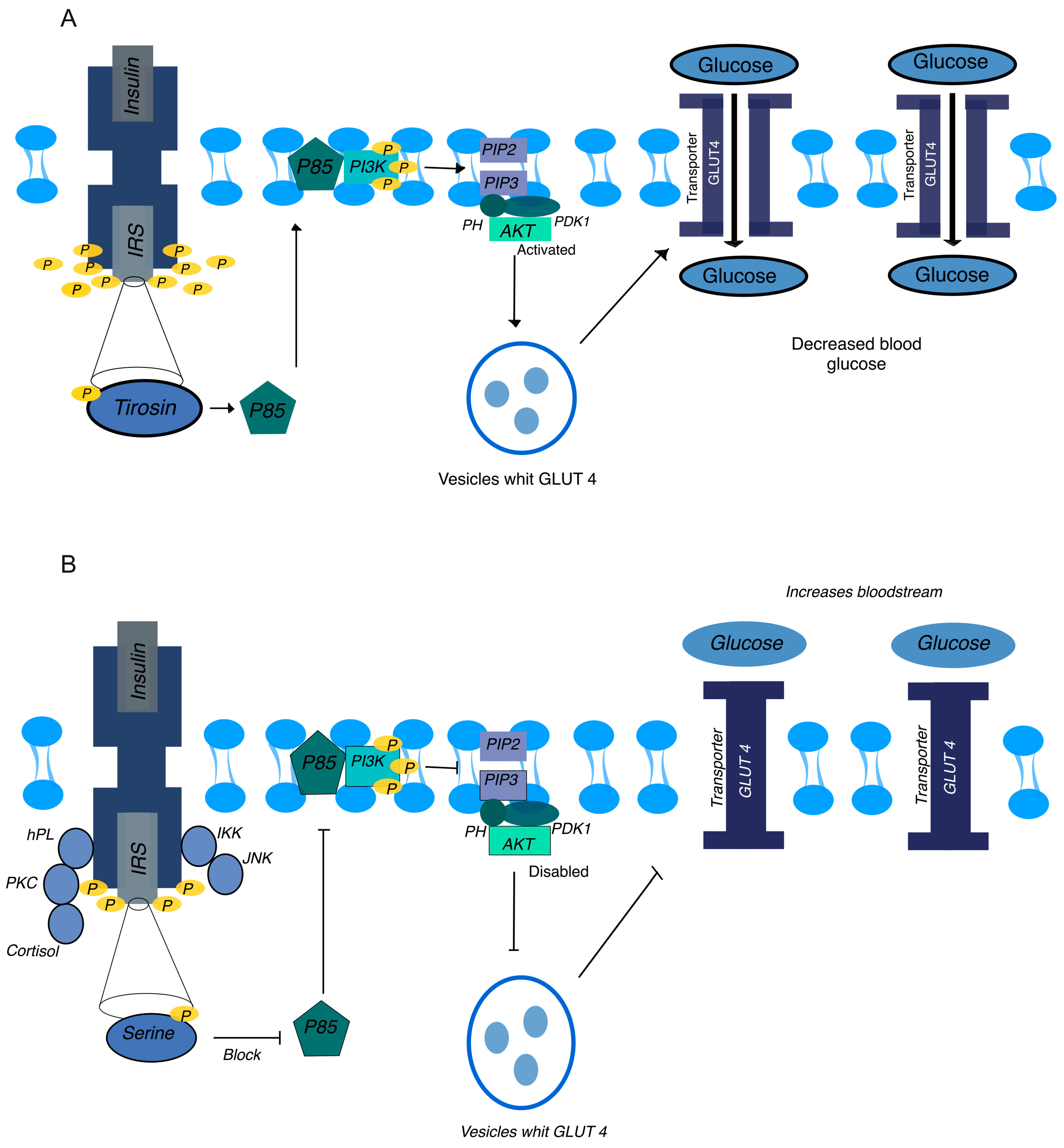 Ijms 25 11641 g001 Ijms 25 11641 g001