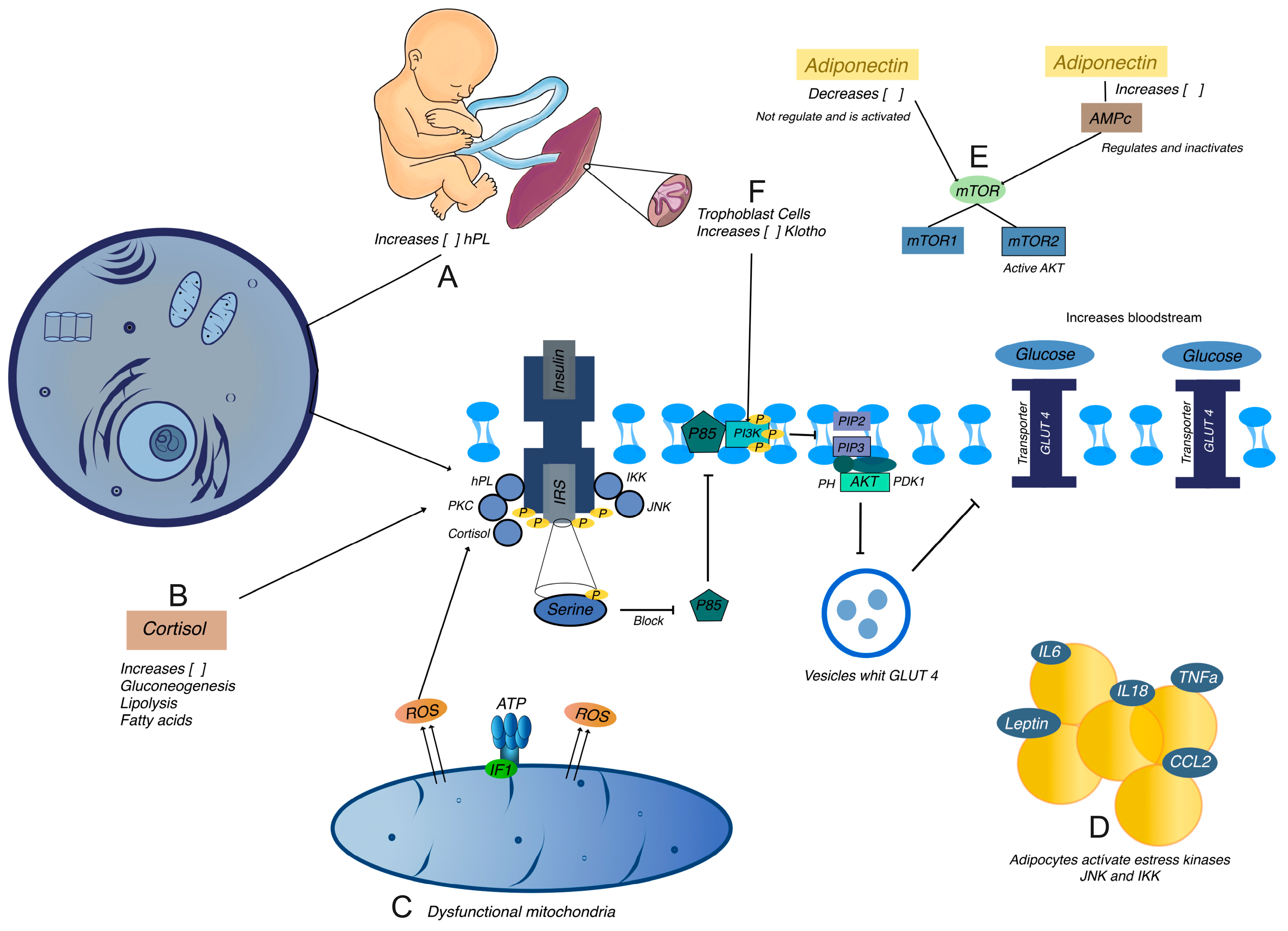 Ijms 25 11641 g002 Ijms 25 11641 g002