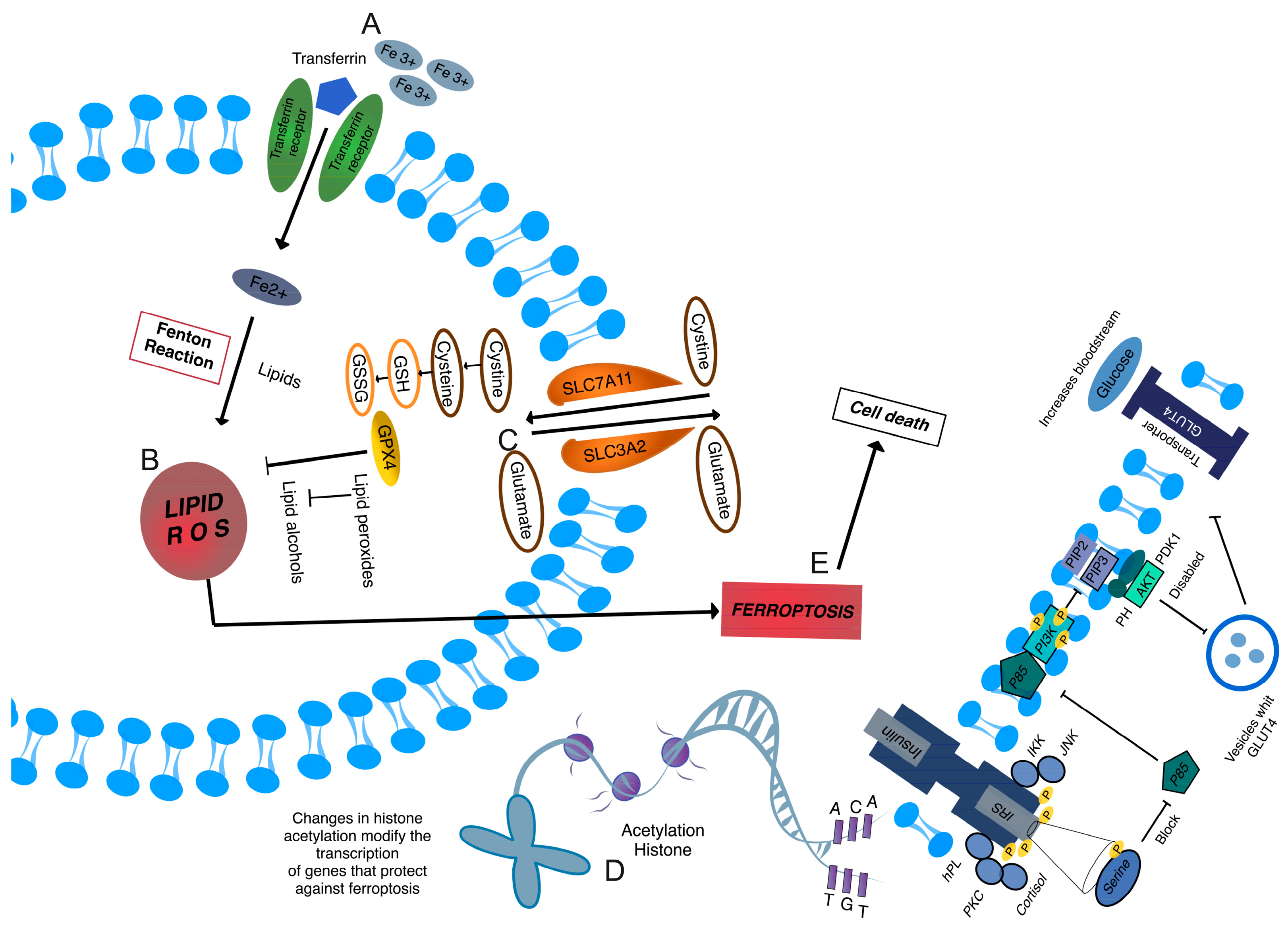 Ijms 25 11641 g004 Ijms 25 11641 g004