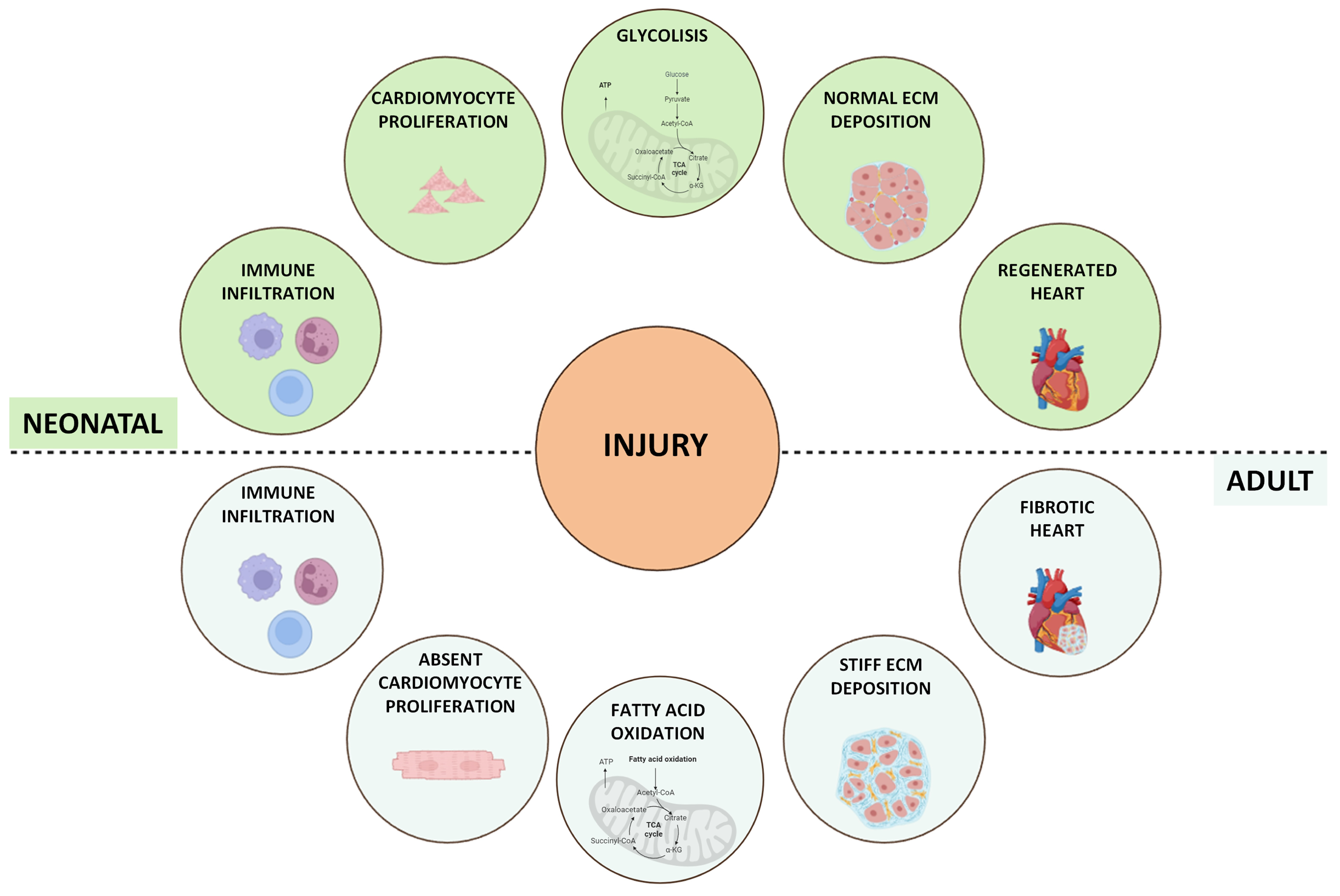 Ijms 25 11747 g001 Ijms 25 11747 g001