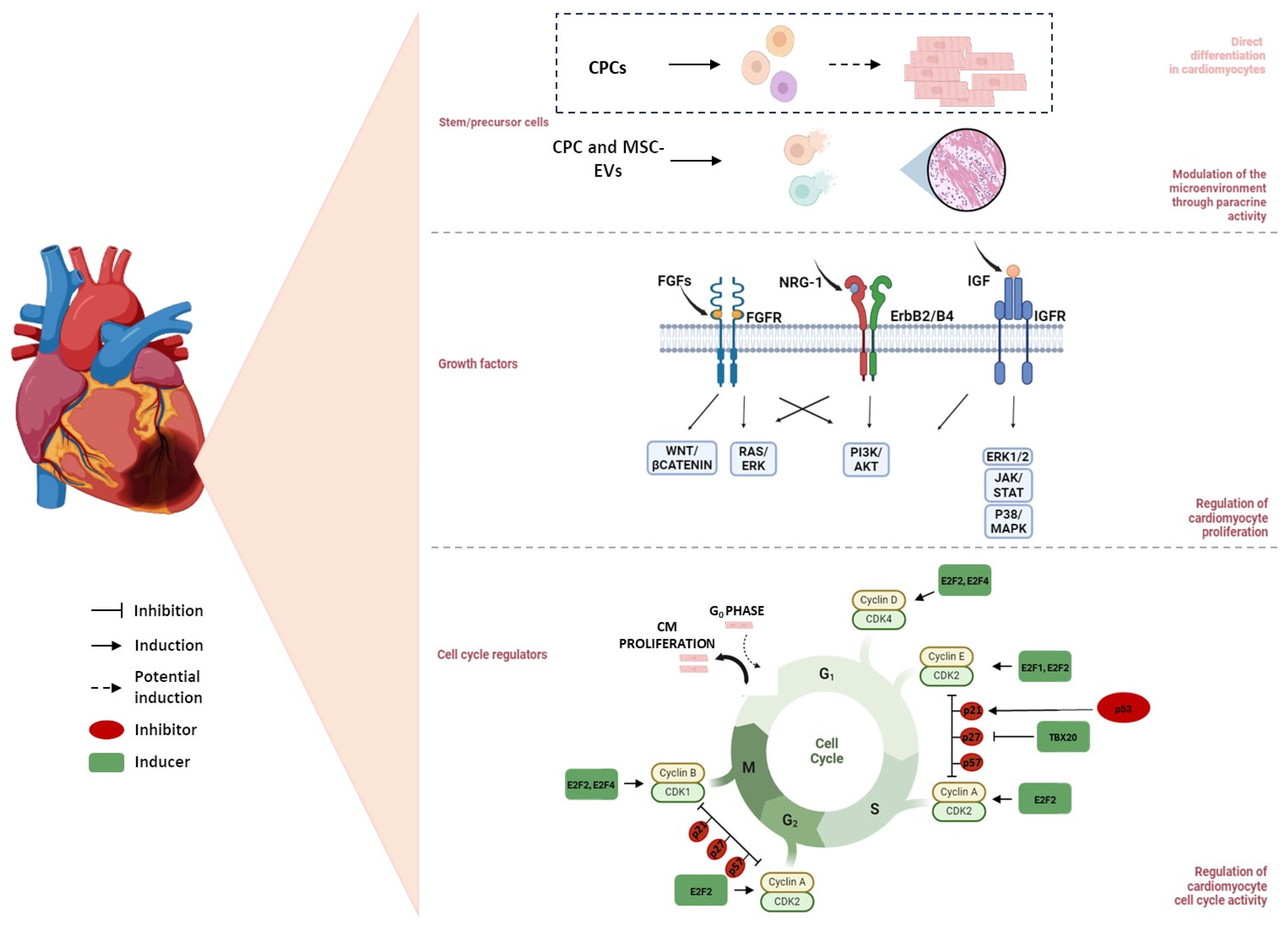 Ijms 25 11747 g002 Ijms 25 11747 g002