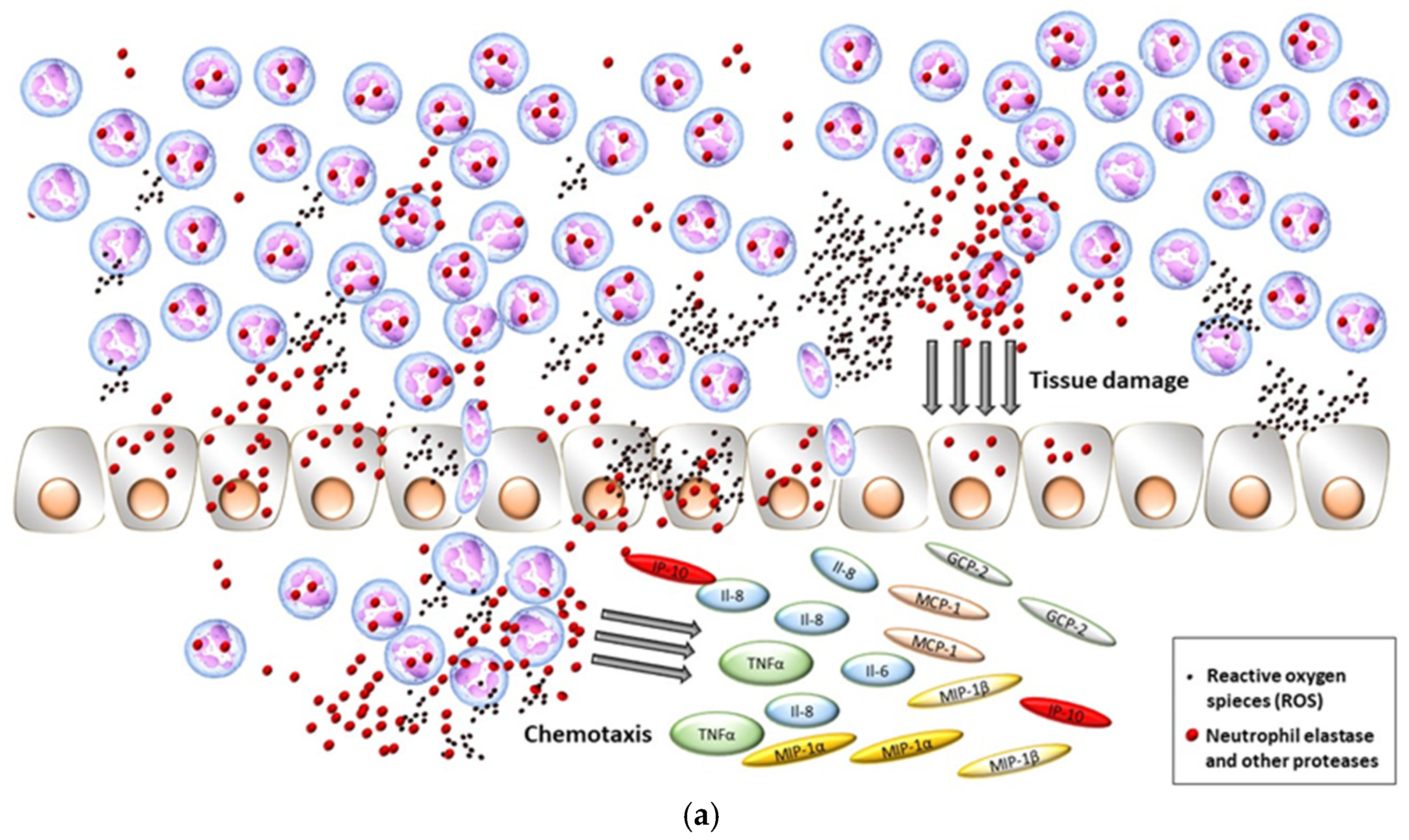 Ijms 25 11791 g001a Ijms 25 11791 g001a