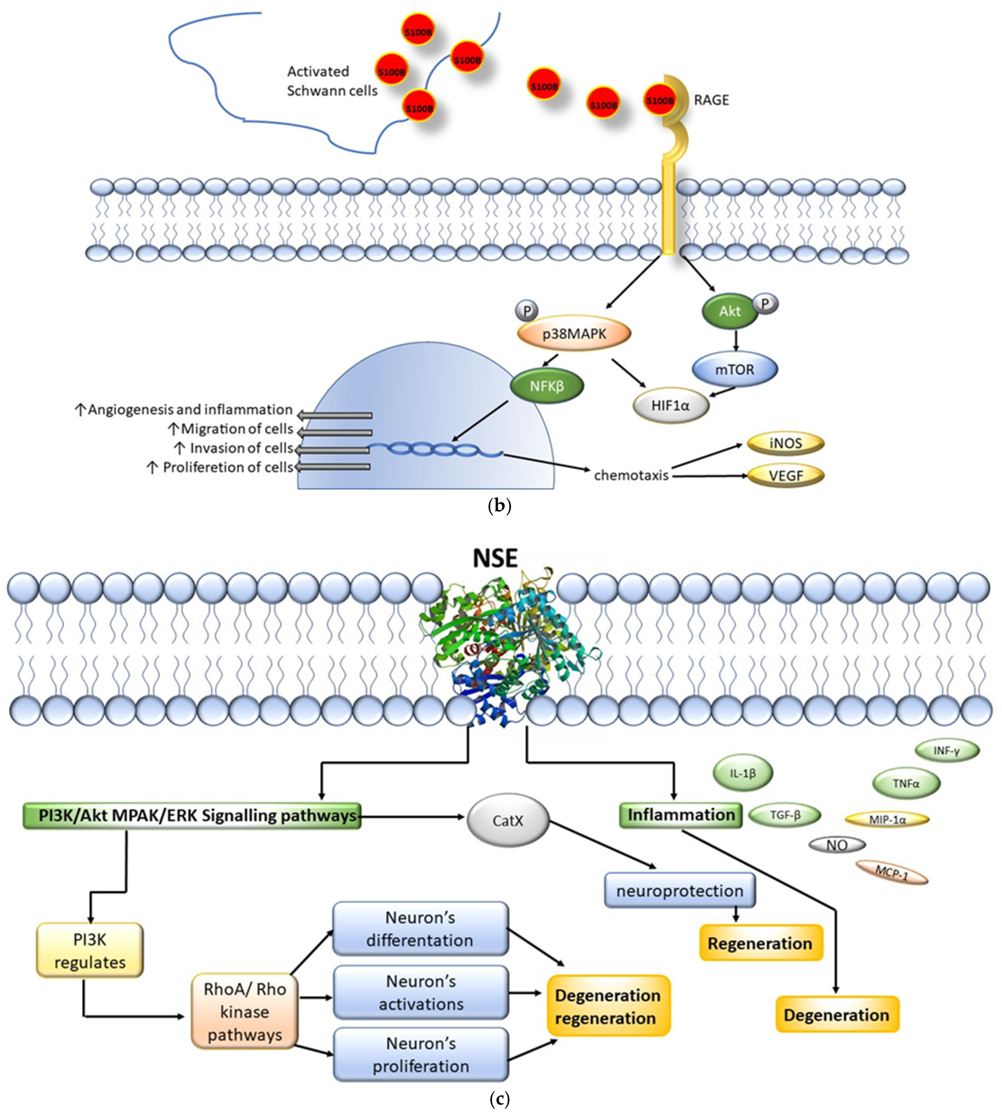 Ijms 25 11791 g001b Ijms 25 11791 g001b