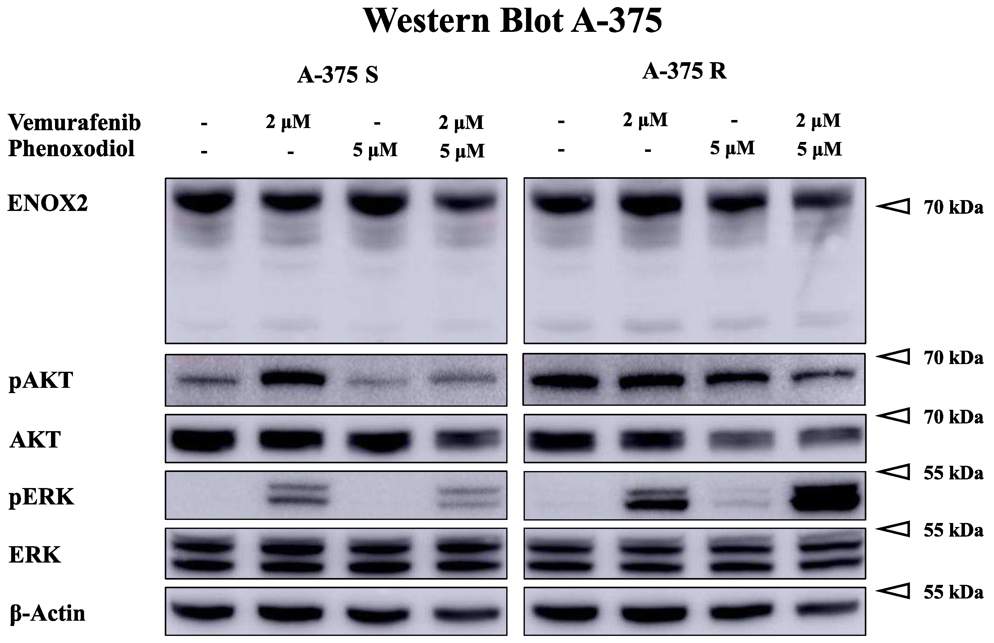 Ijms 25 11853 g007 Ijms 25 11853 g007
