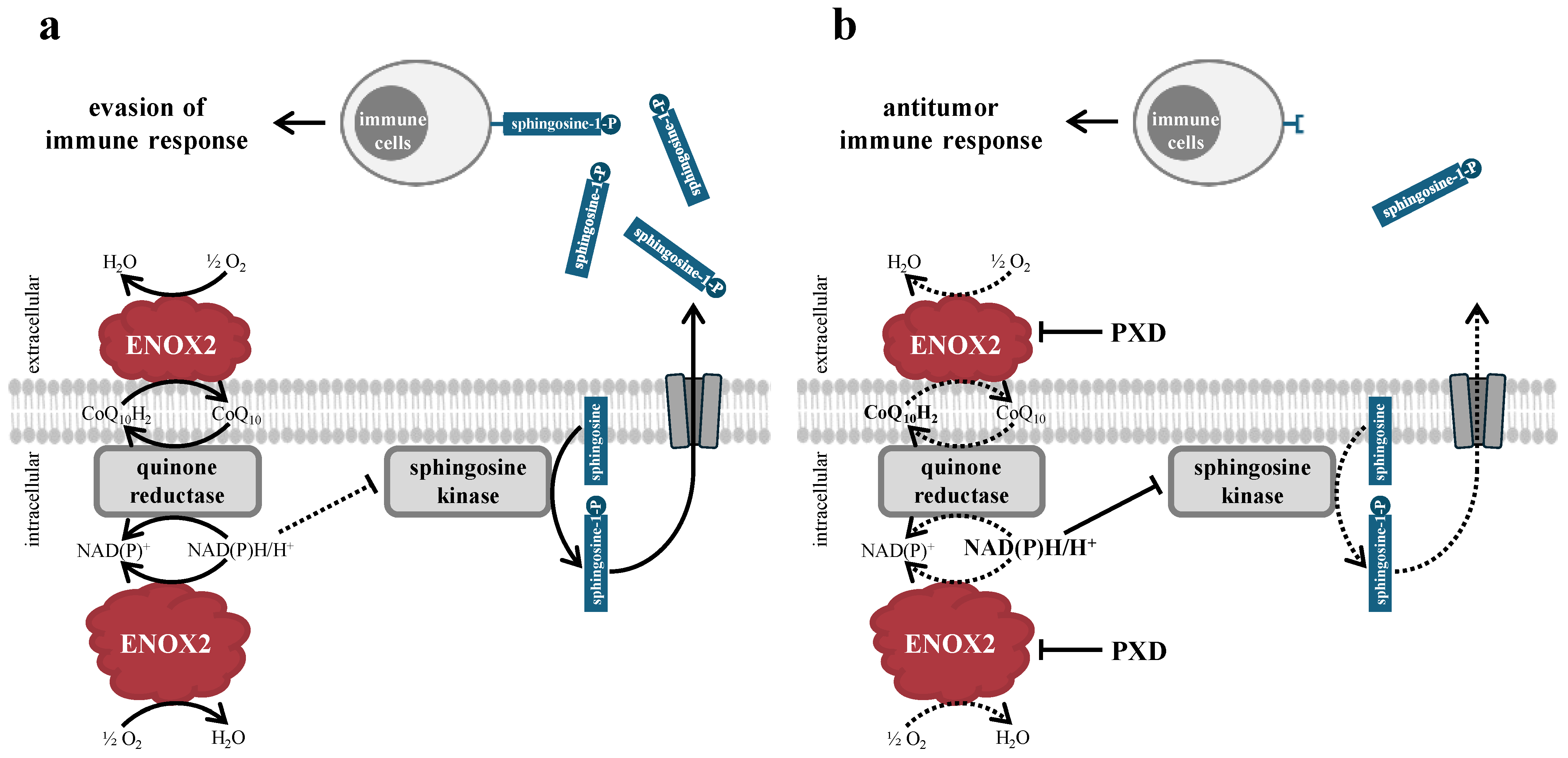 Ijms 25 11853 g008 Ijms 25 11853 g008