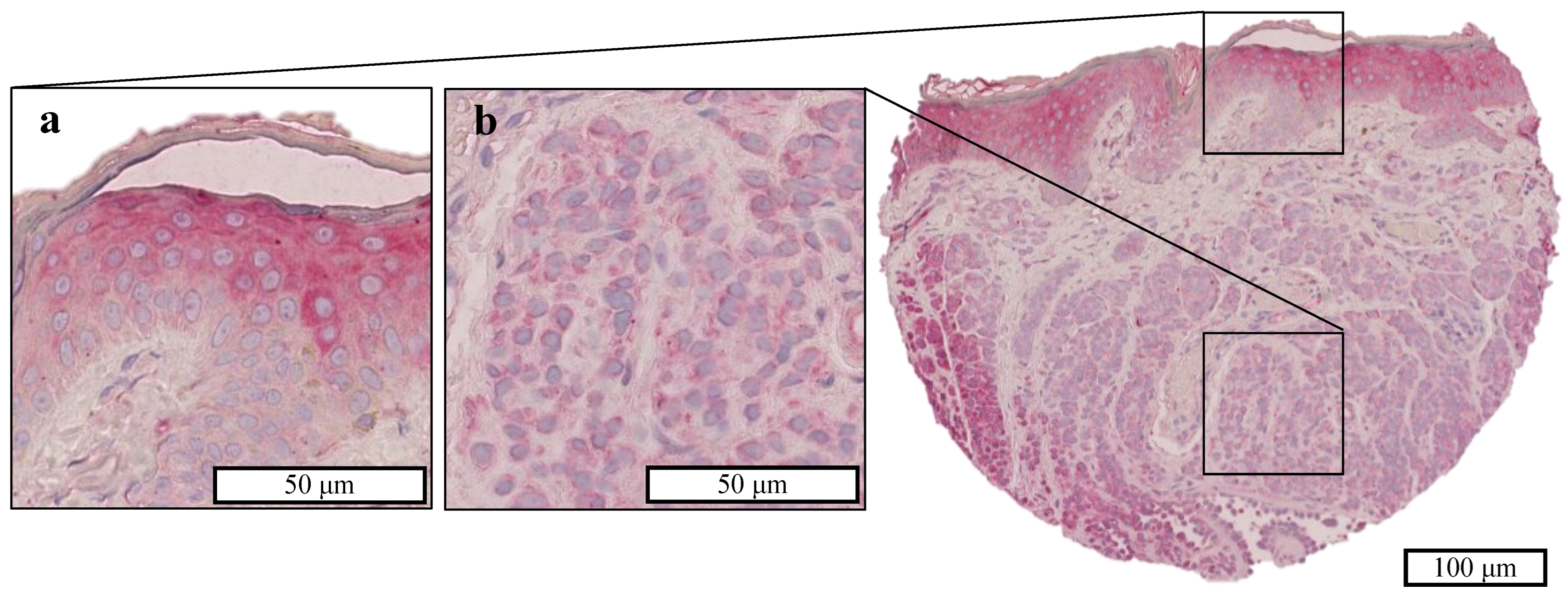 Ijms 25 11853 g0a1 Ijms 25 11853 g0a1