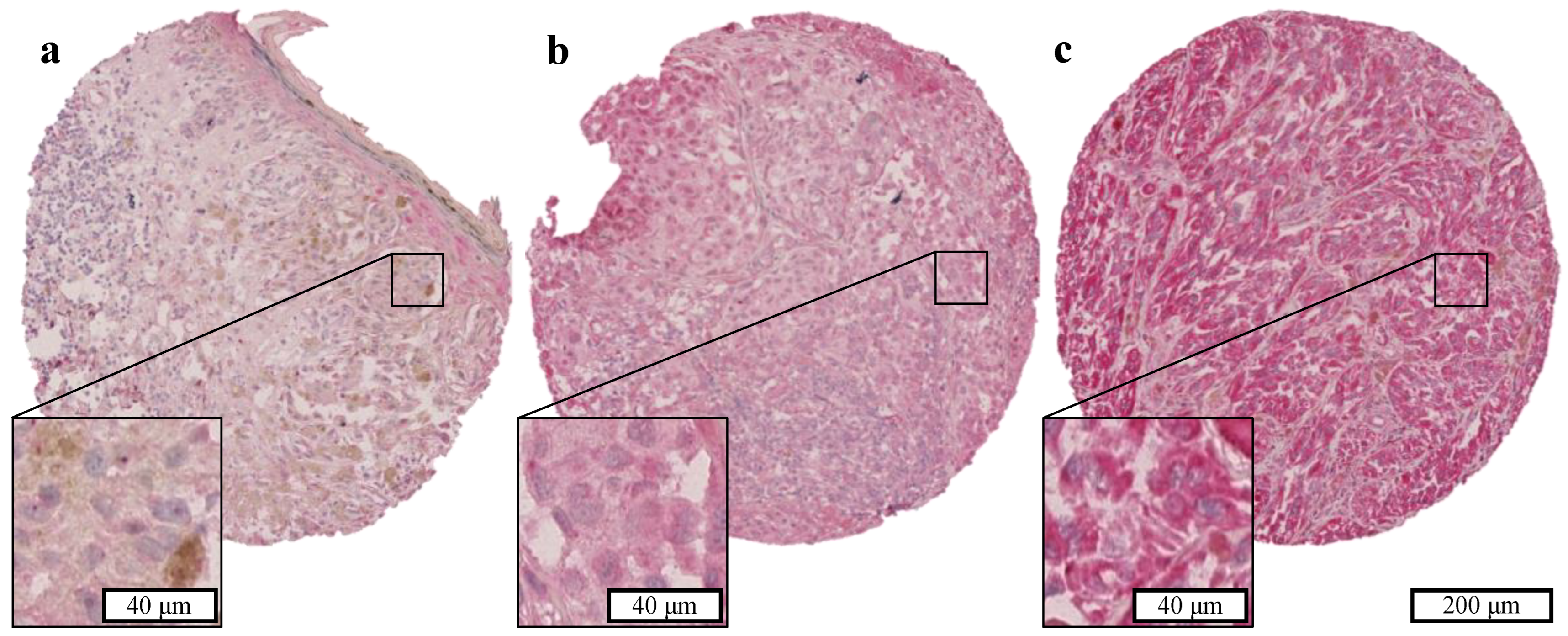 Ijms 25 11853 g0a2 Ijms 25 11853 g0a2