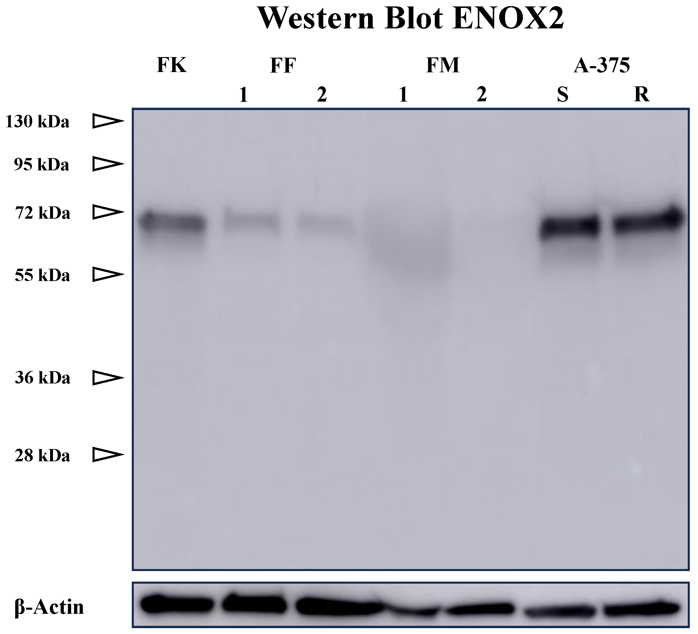 Ijms 25 11853 g0a3 Ijms 25 11853 g0a3
