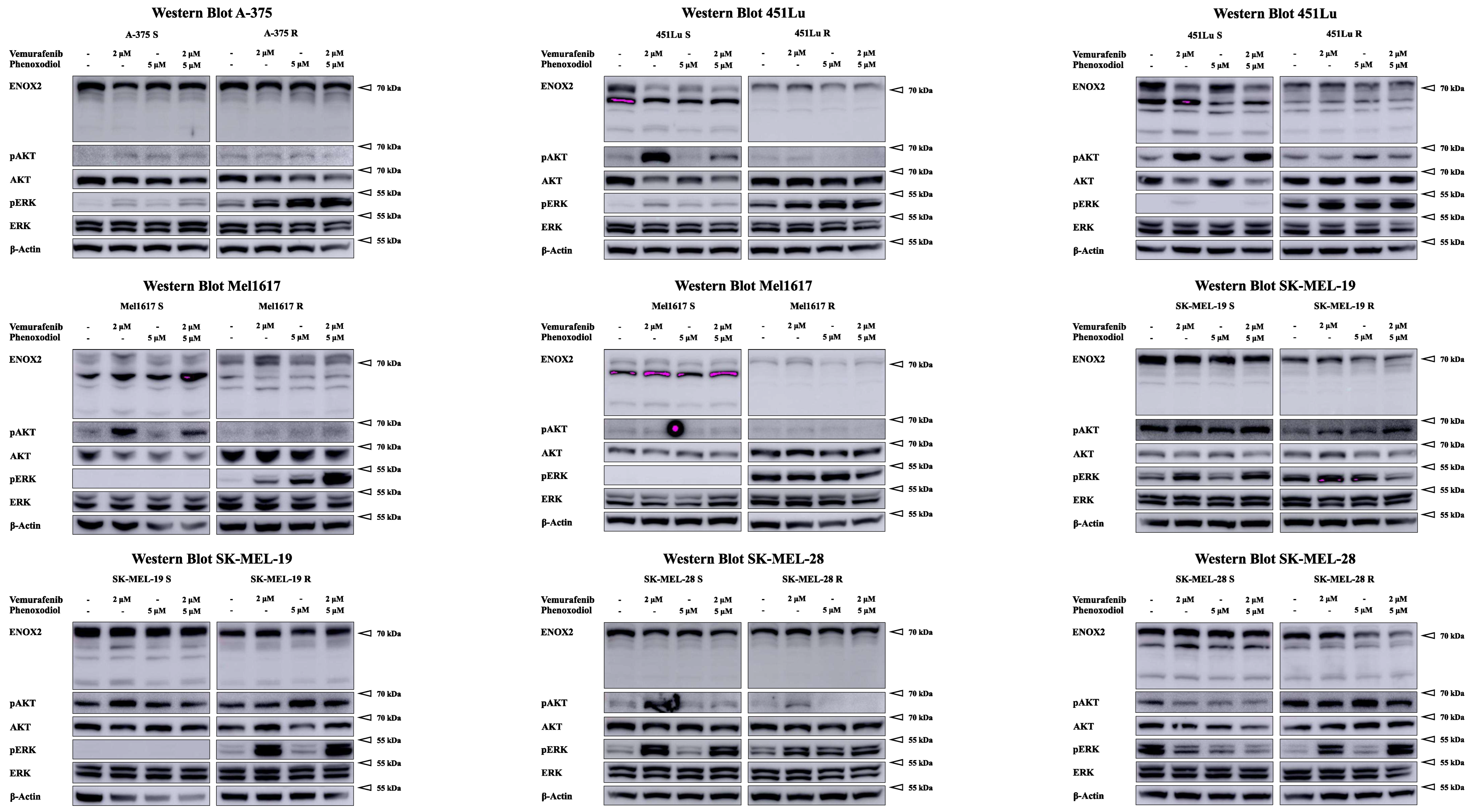 Ijms 25 11853 g0a7 Ijms 25 11853 g0a7