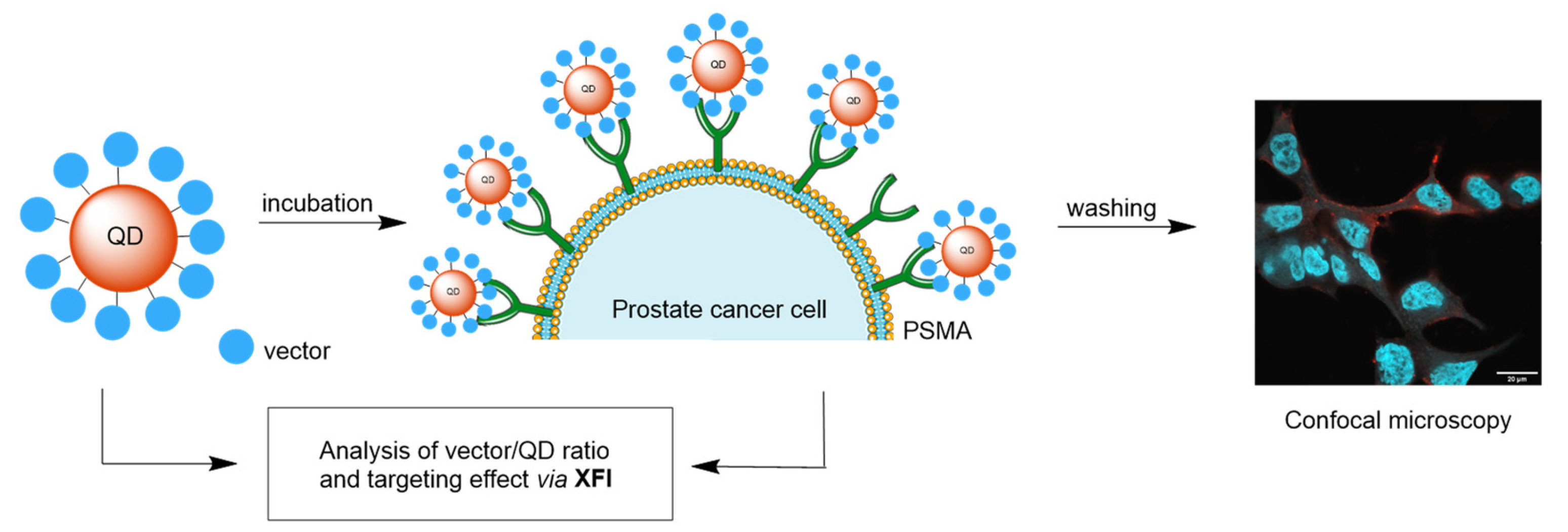 Ijms 25 11880 sch003