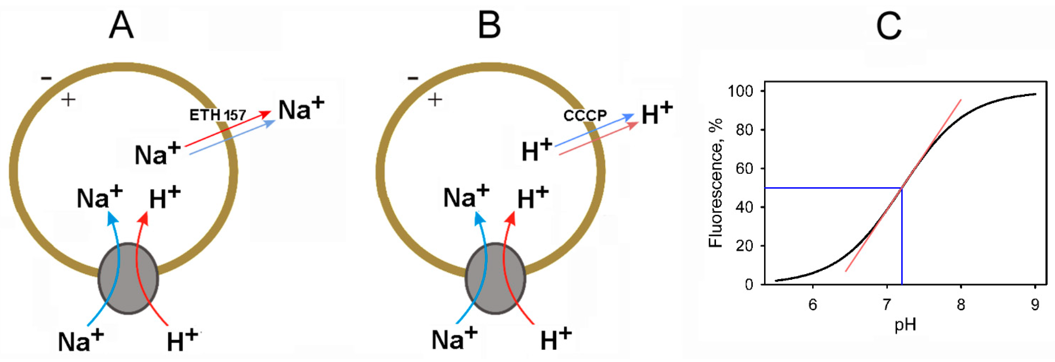 Ijms 25 11963 g002 Ijms 25 11963 g002