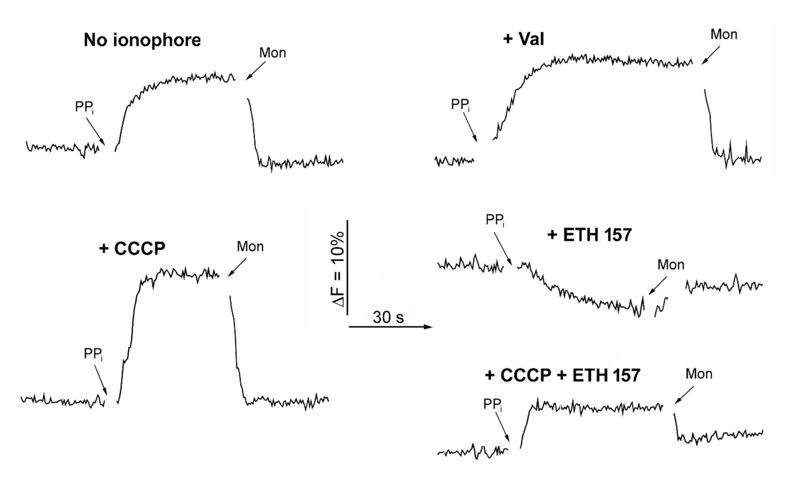 Ijms 25 11963 g004 Ijms 25 11963 g004