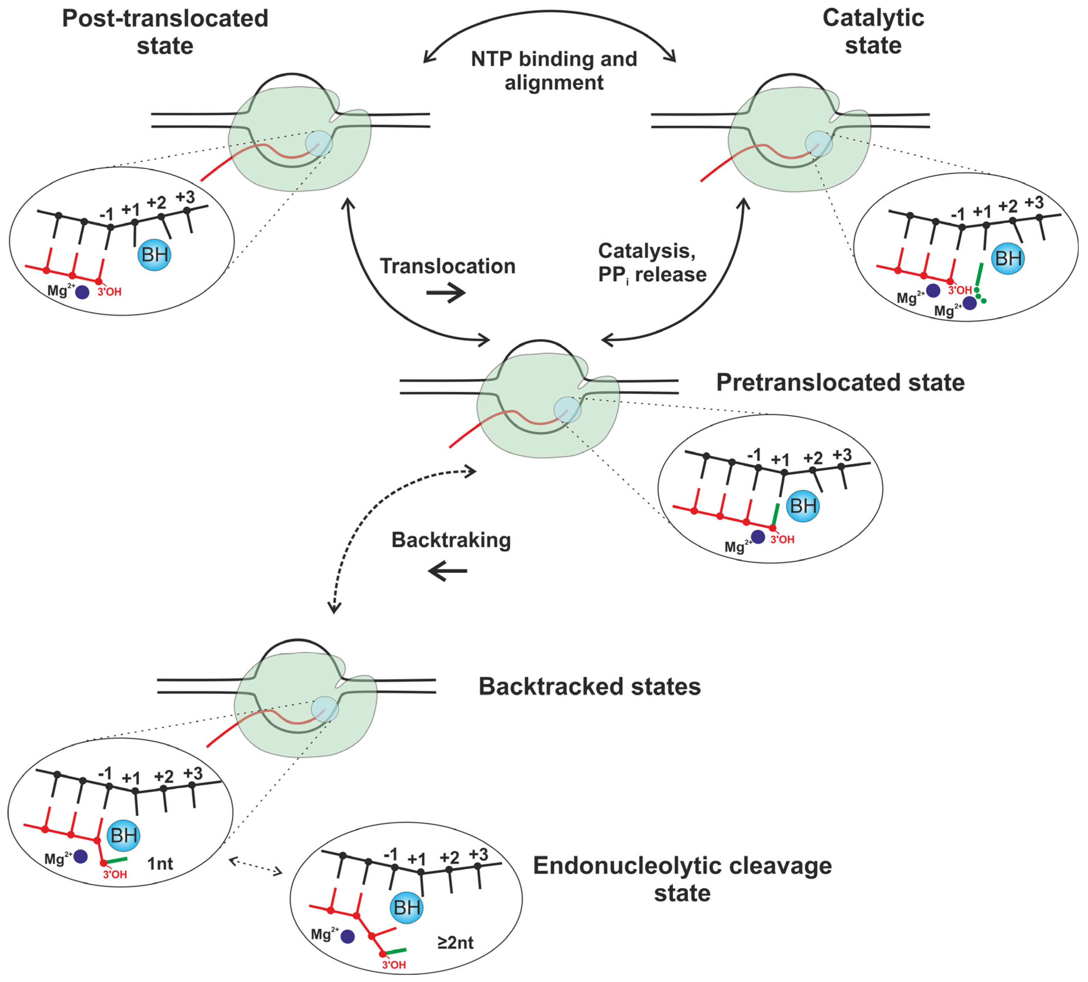 Ijms 25 12190 g002 Ijms 25 12190 g002