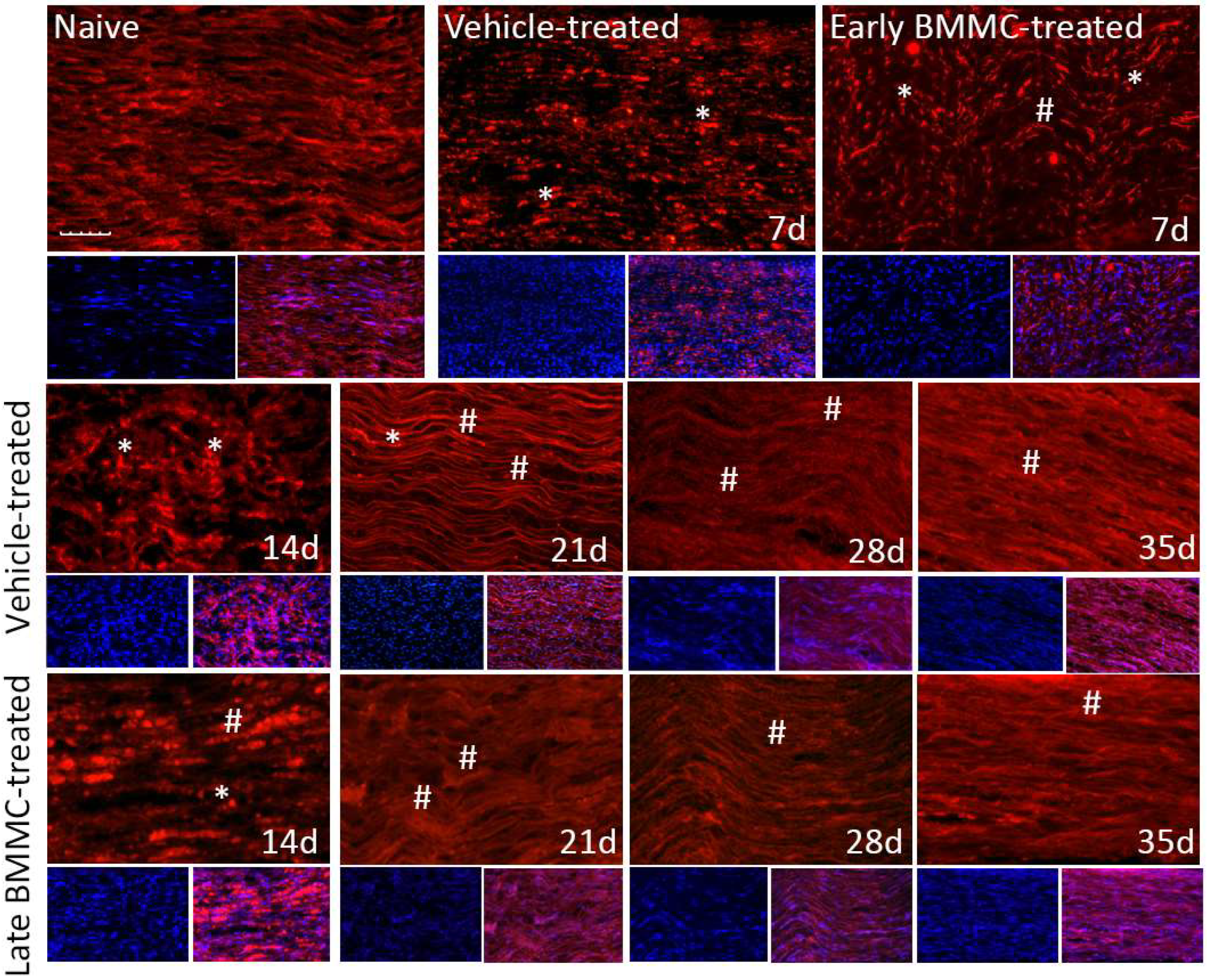 Ijms 25 12482 g009 Ijms 25 12482 g009