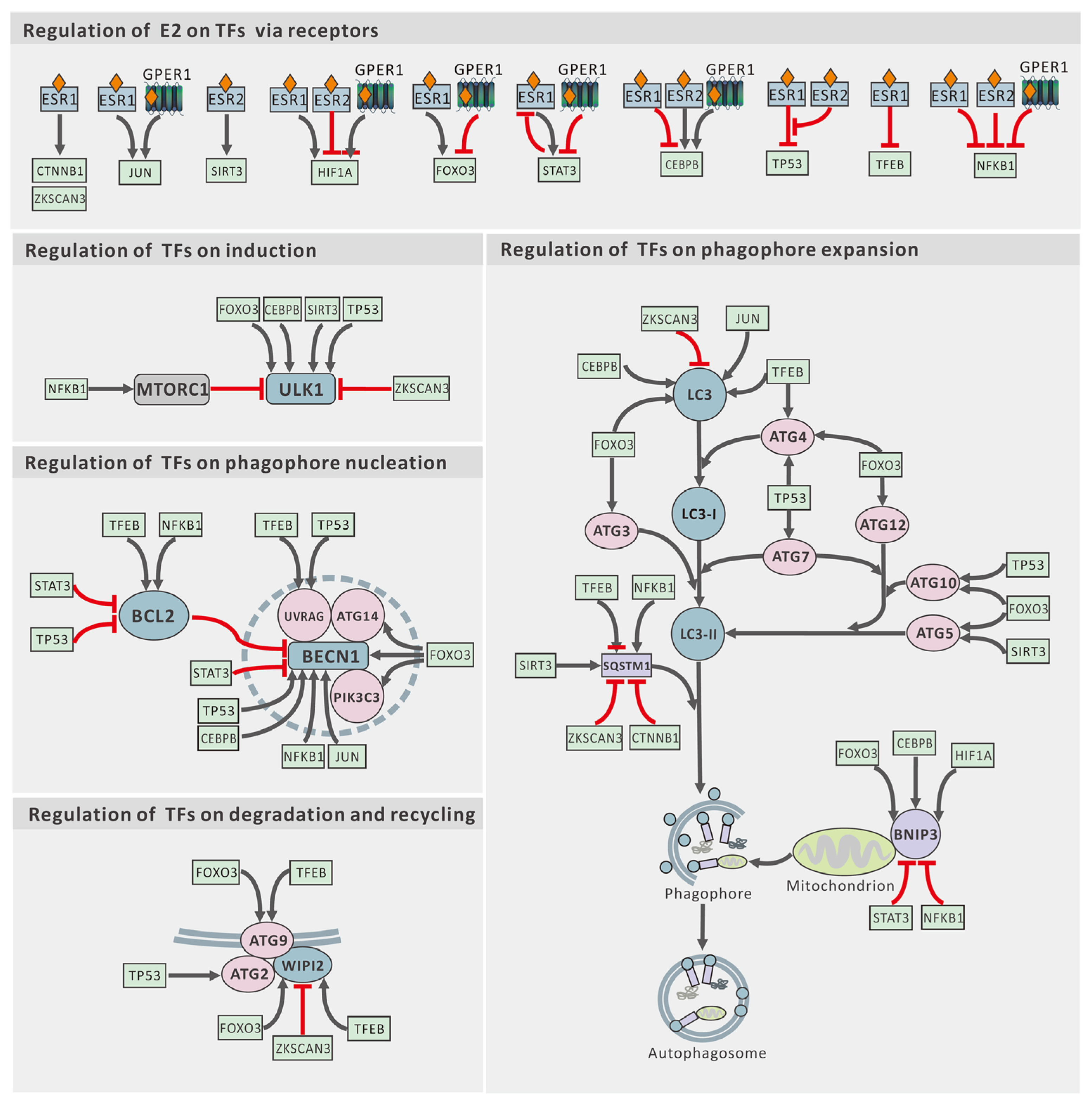 Ijms 25 12576 g003 Ijms 25 12576 g003