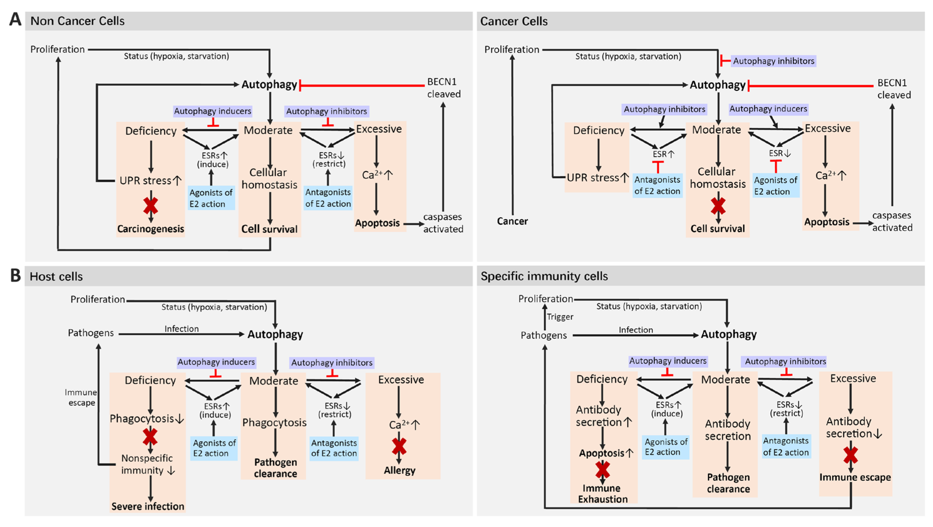 Ijms 25 12576 g005 Ijms 25 12576 g005