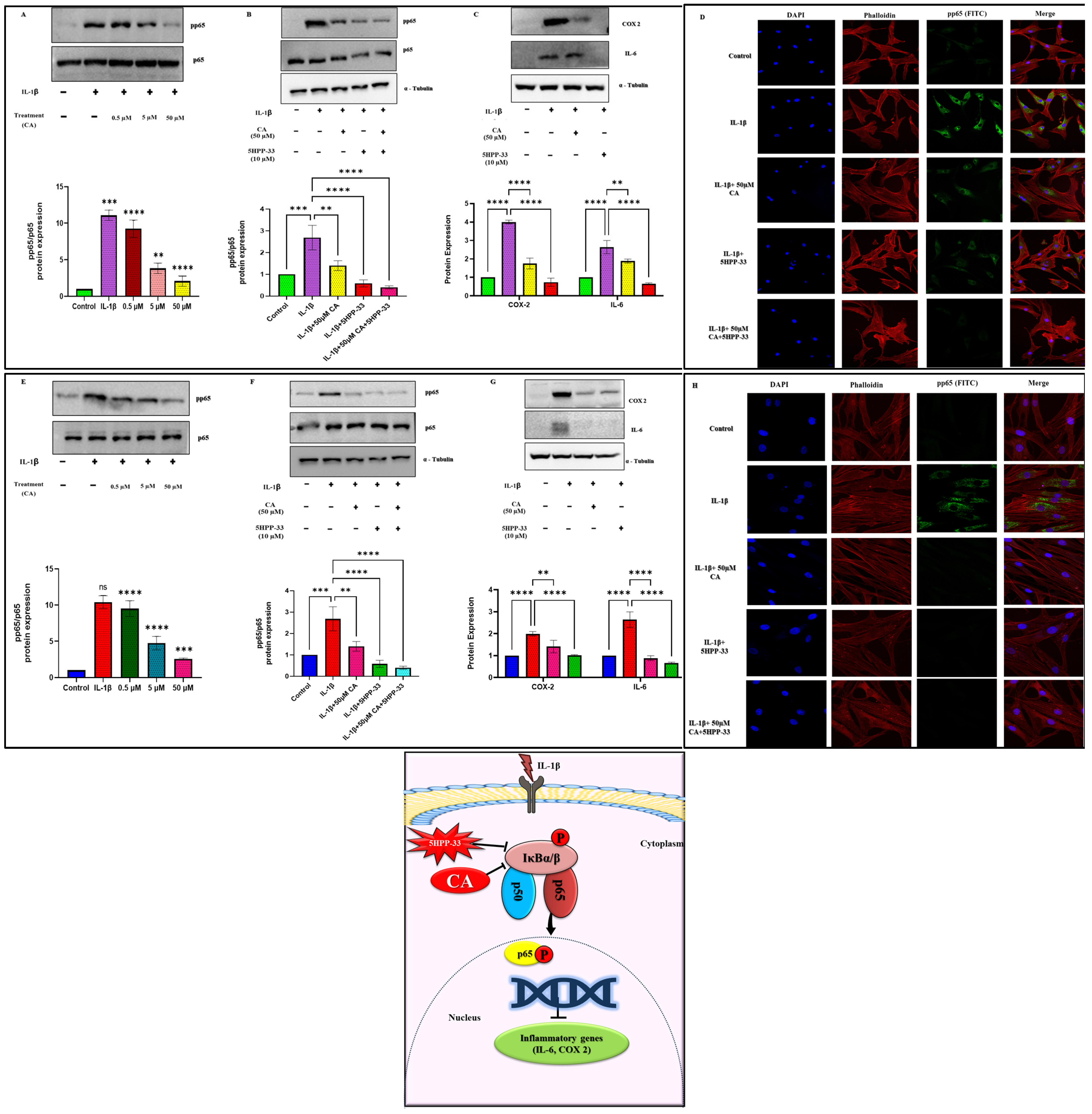 Ijms 25 12914 g005
