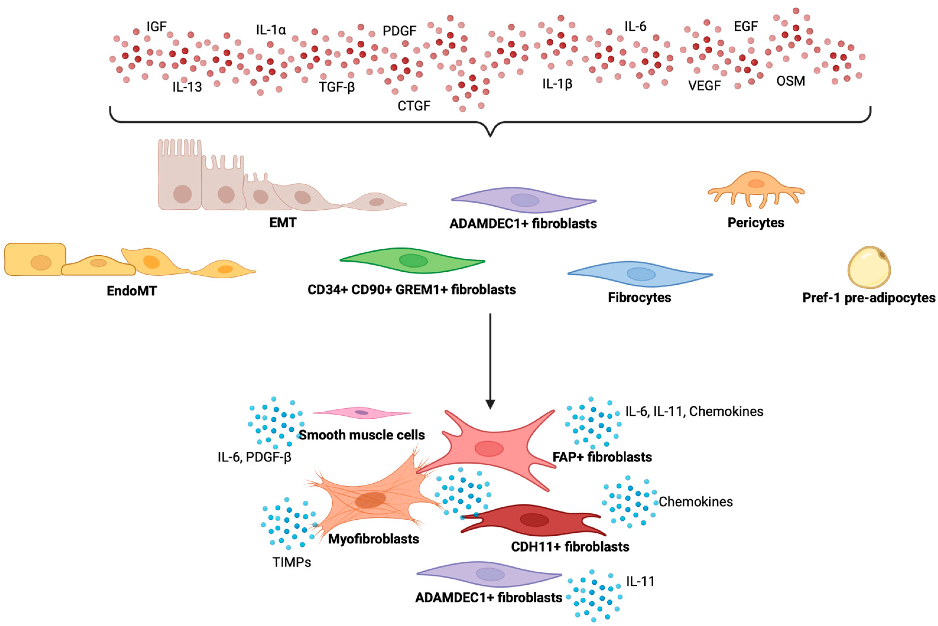 Fibroblast Heterogeneity in Inflammatory Bowel Disease | MDPI