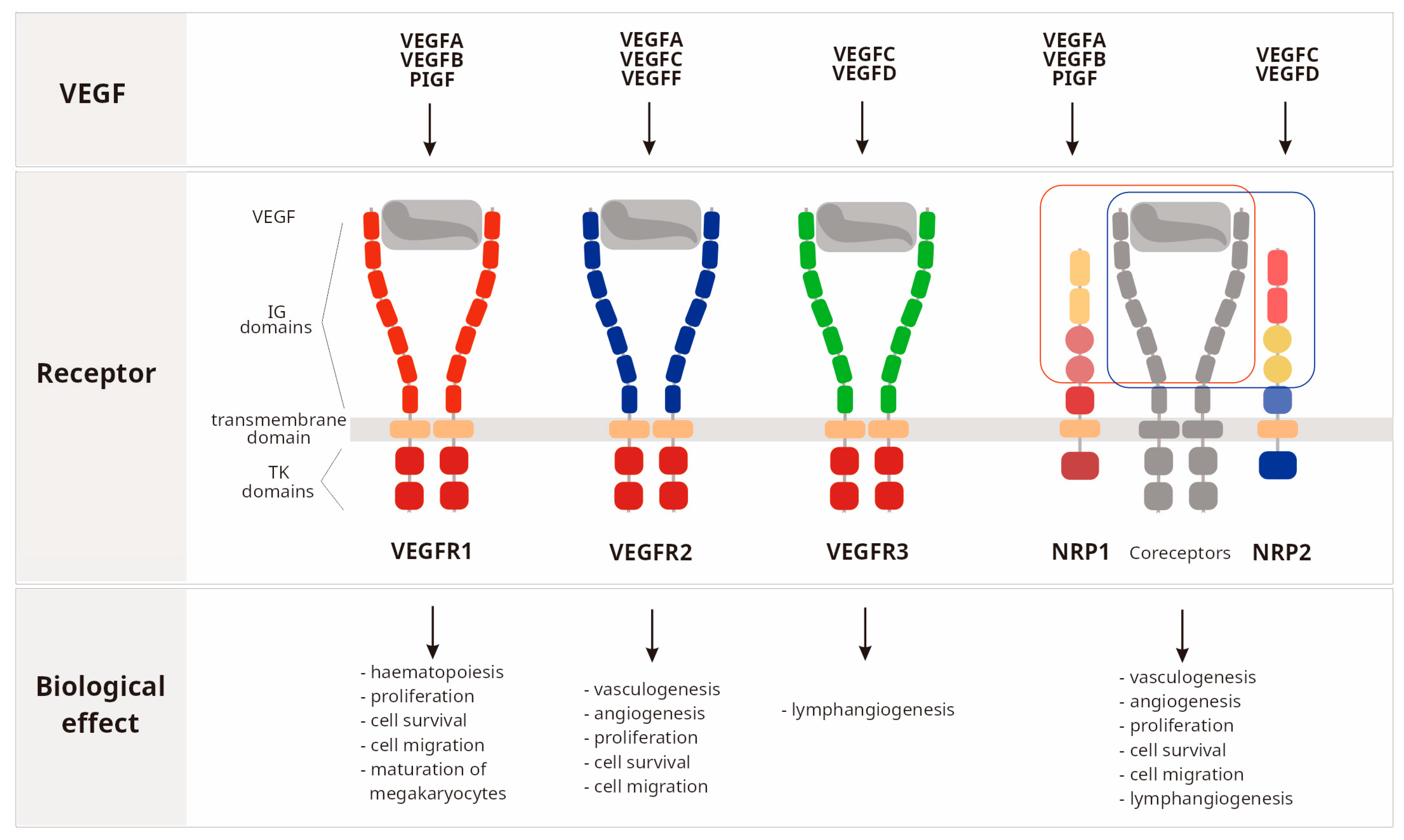 Ijms 25 13166 g001 Ijms 25 13166 g001