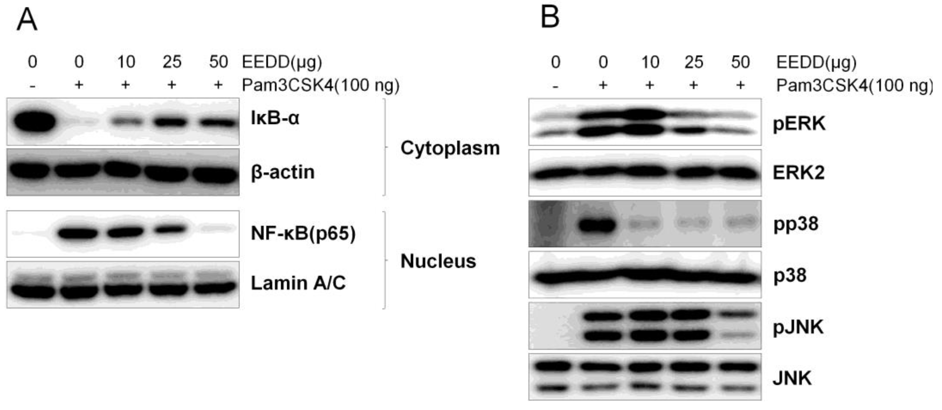Ijms 25 13178 g006