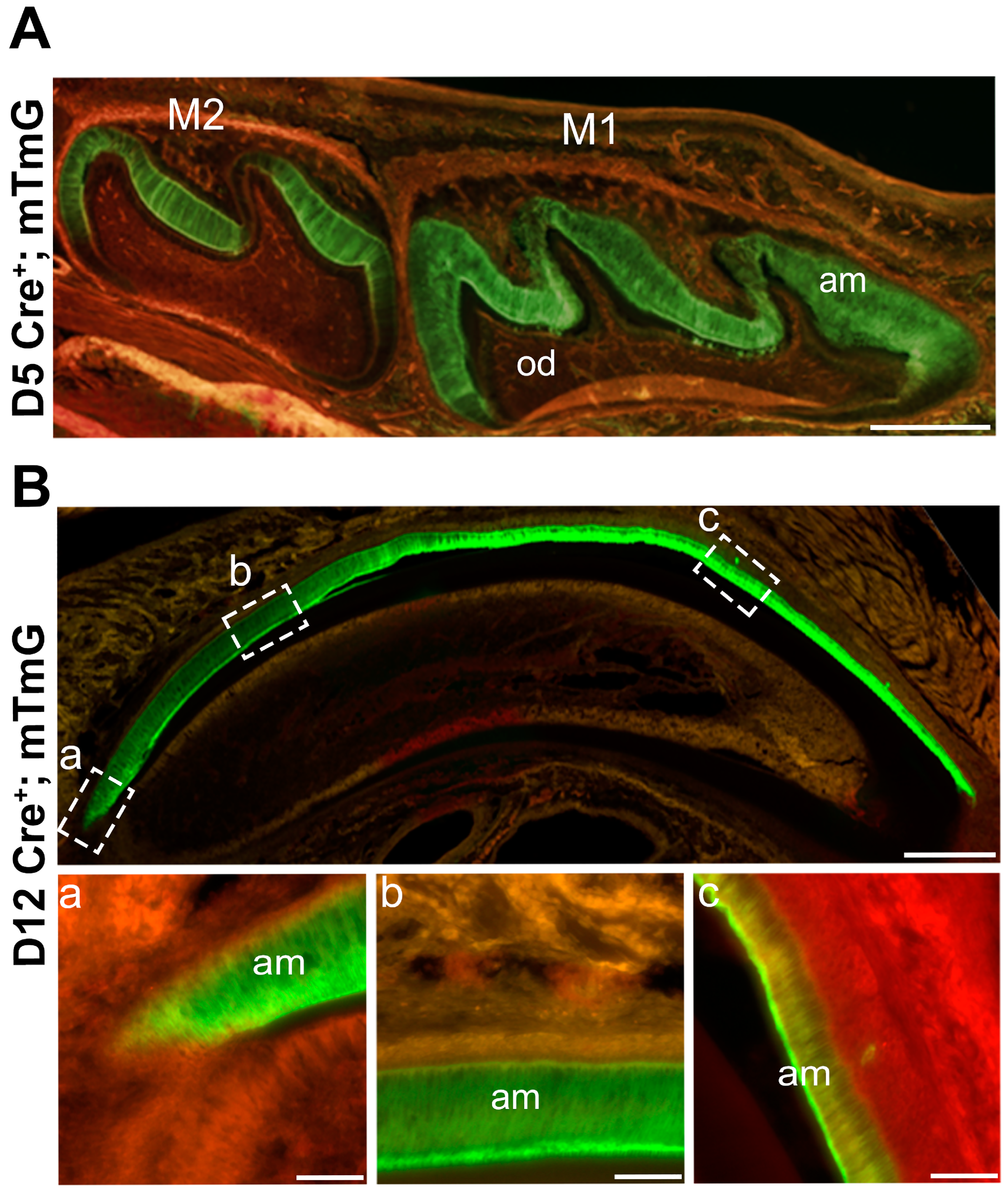 Ijms 25 13184 g001 Ijms 25 13184 g001