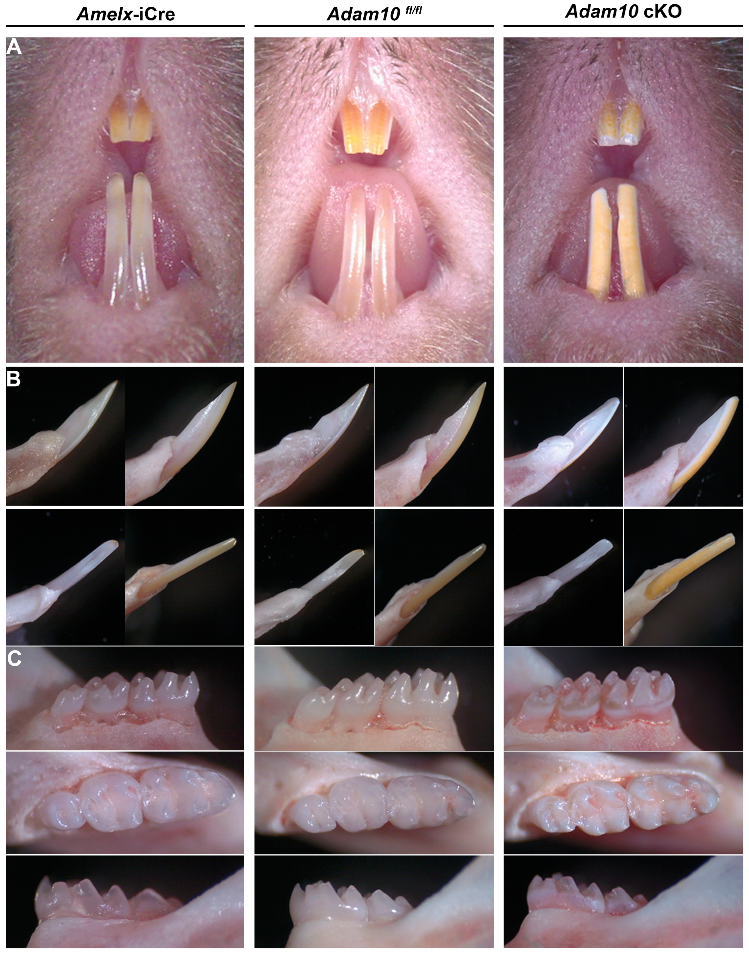 Ijms 25 13184 g003 Ijms 25 13184 g003