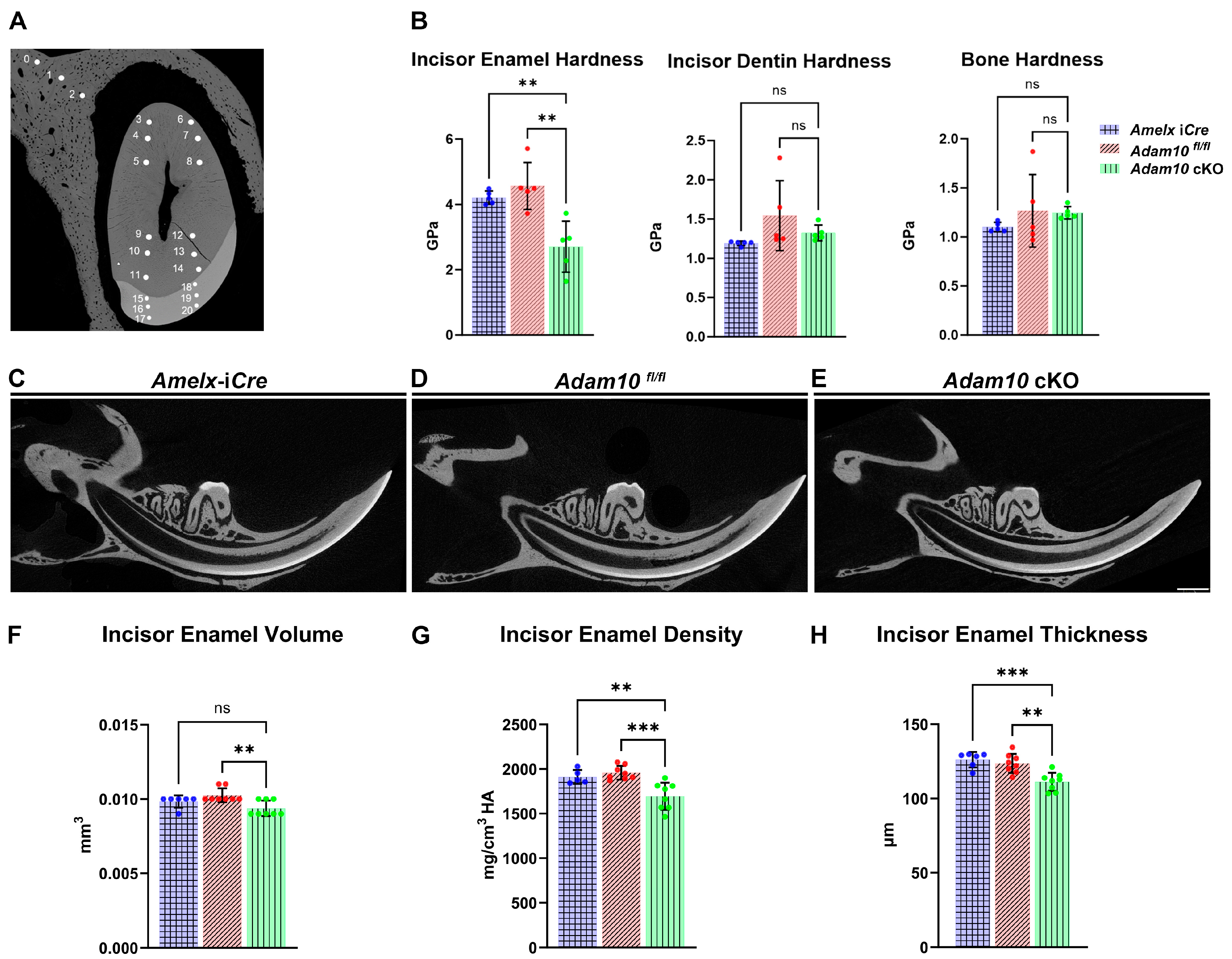 Ijms 25 13184 g004 Ijms 25 13184 g004