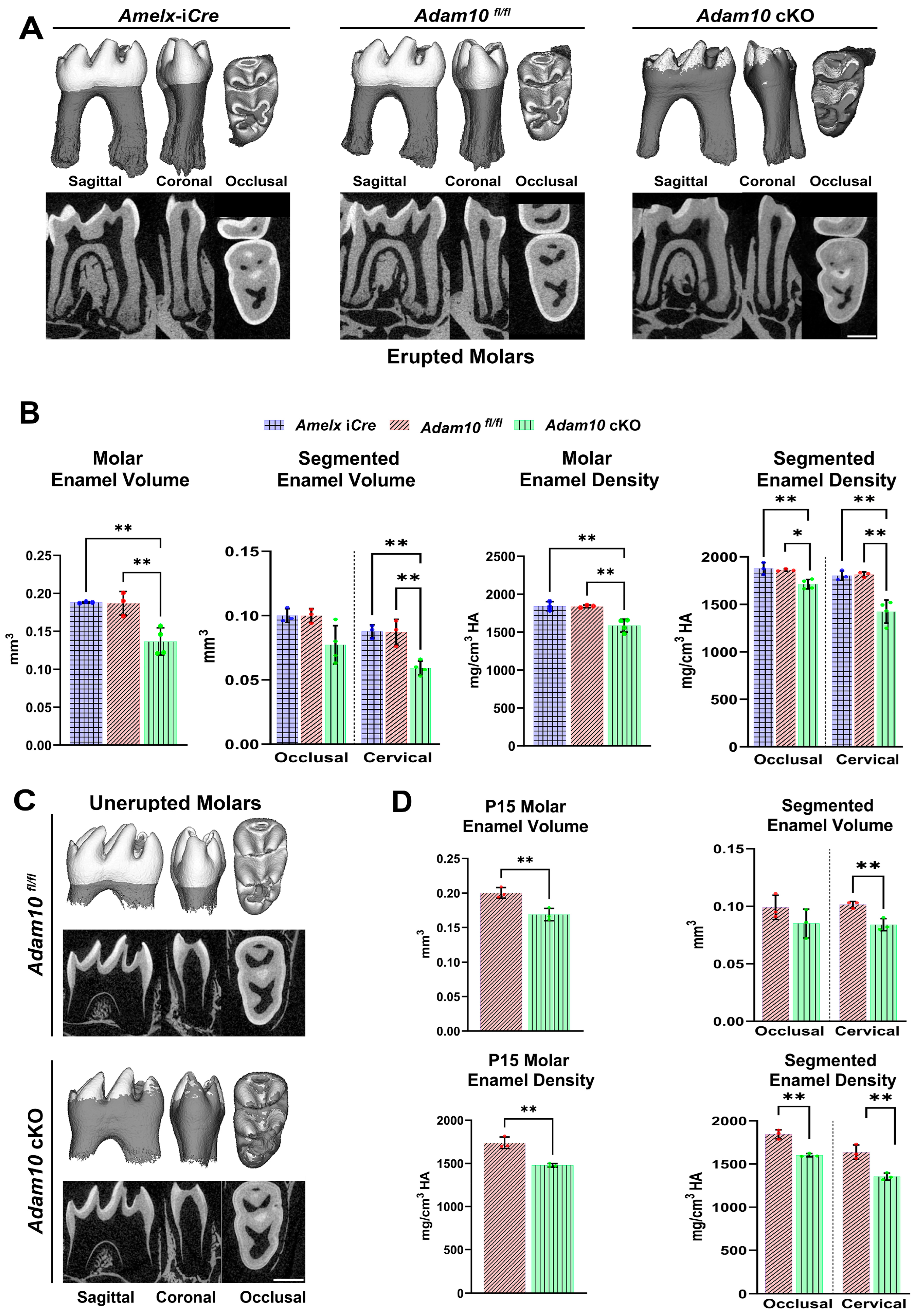 Ijms 25 13184 g005 Ijms 25 13184 g005