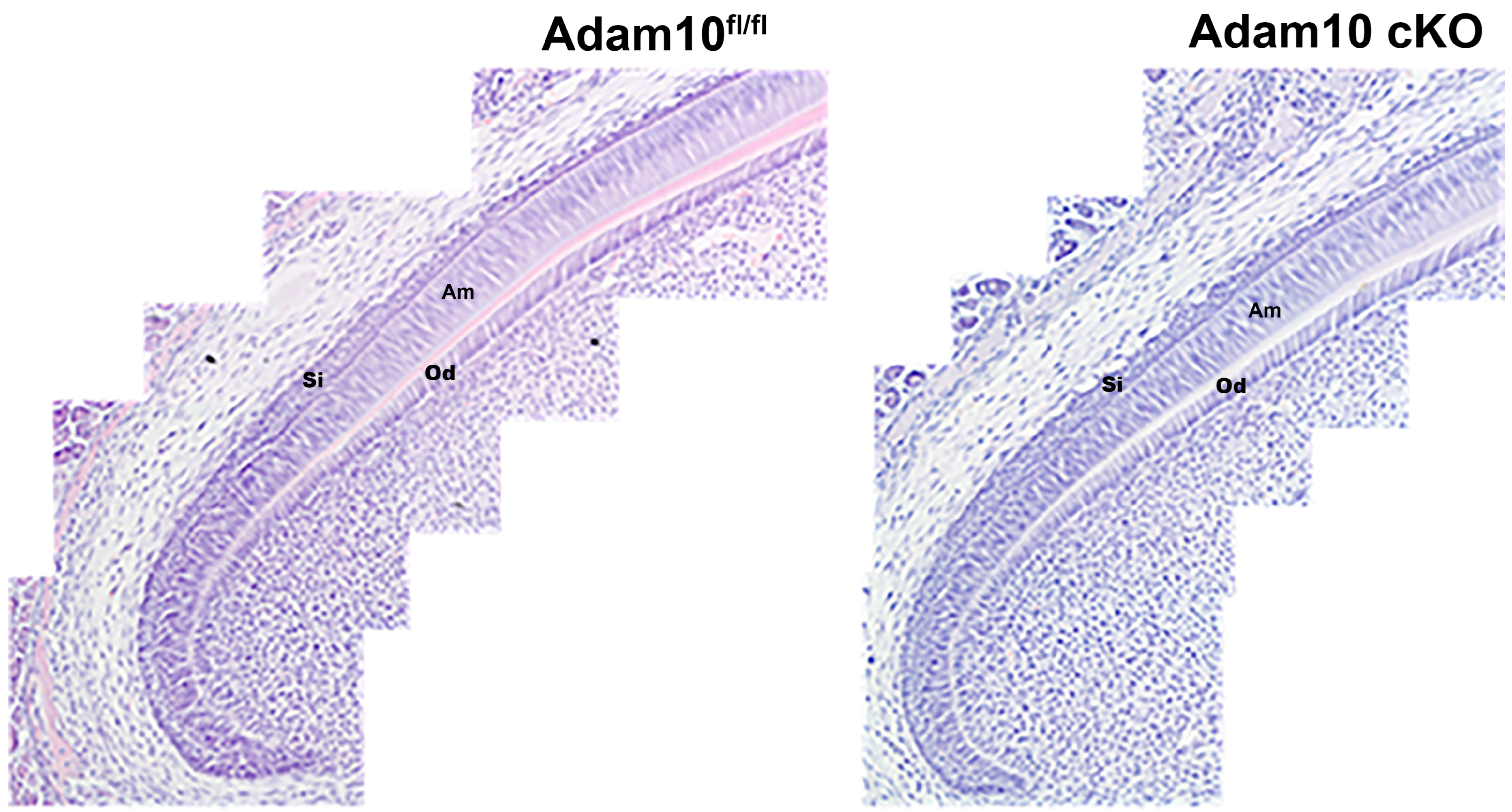 Ijms 25 13184 g007 Ijms 25 13184 g007