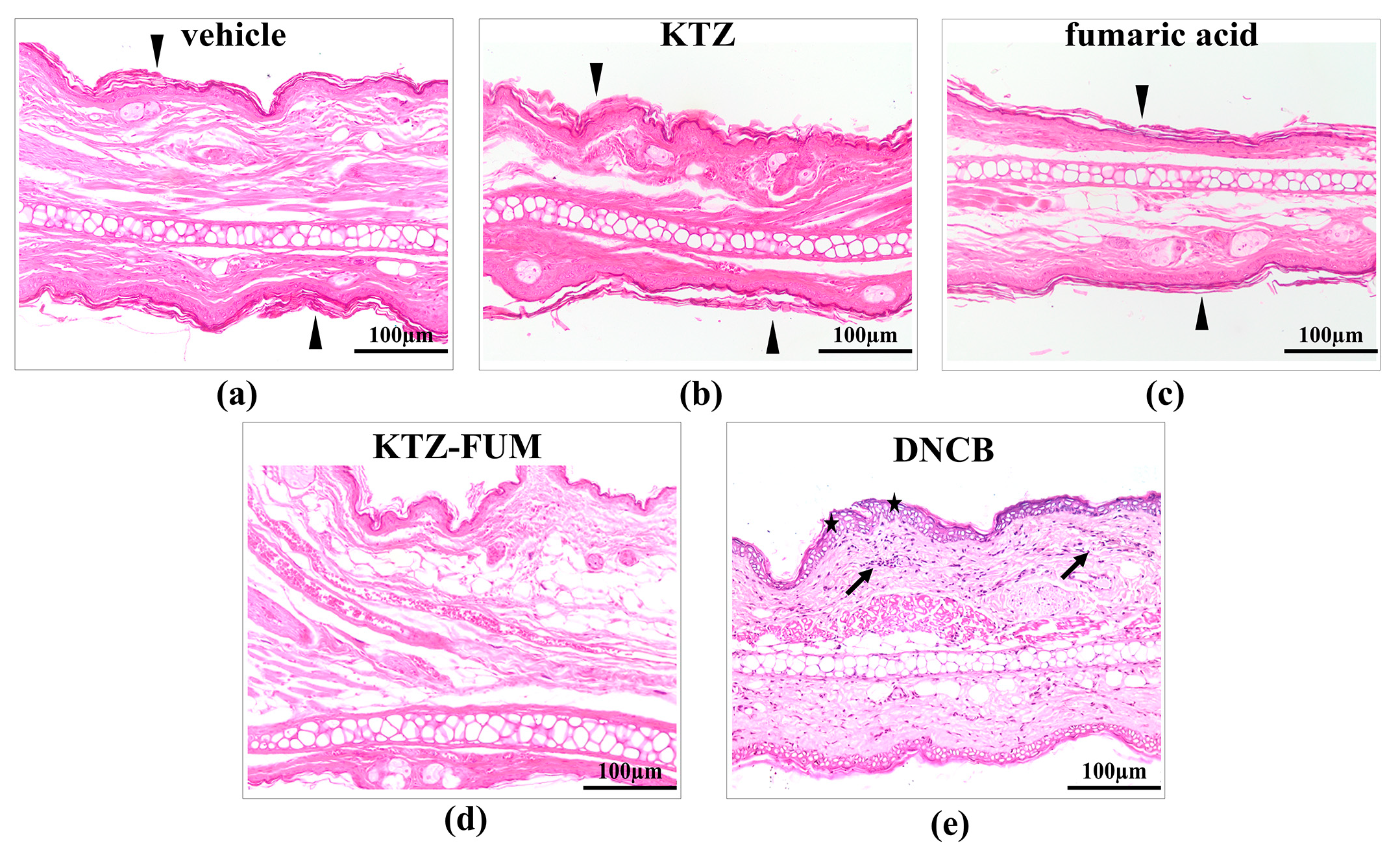 Ijms 25 13346 g012 Ijms 25 13346 g012
