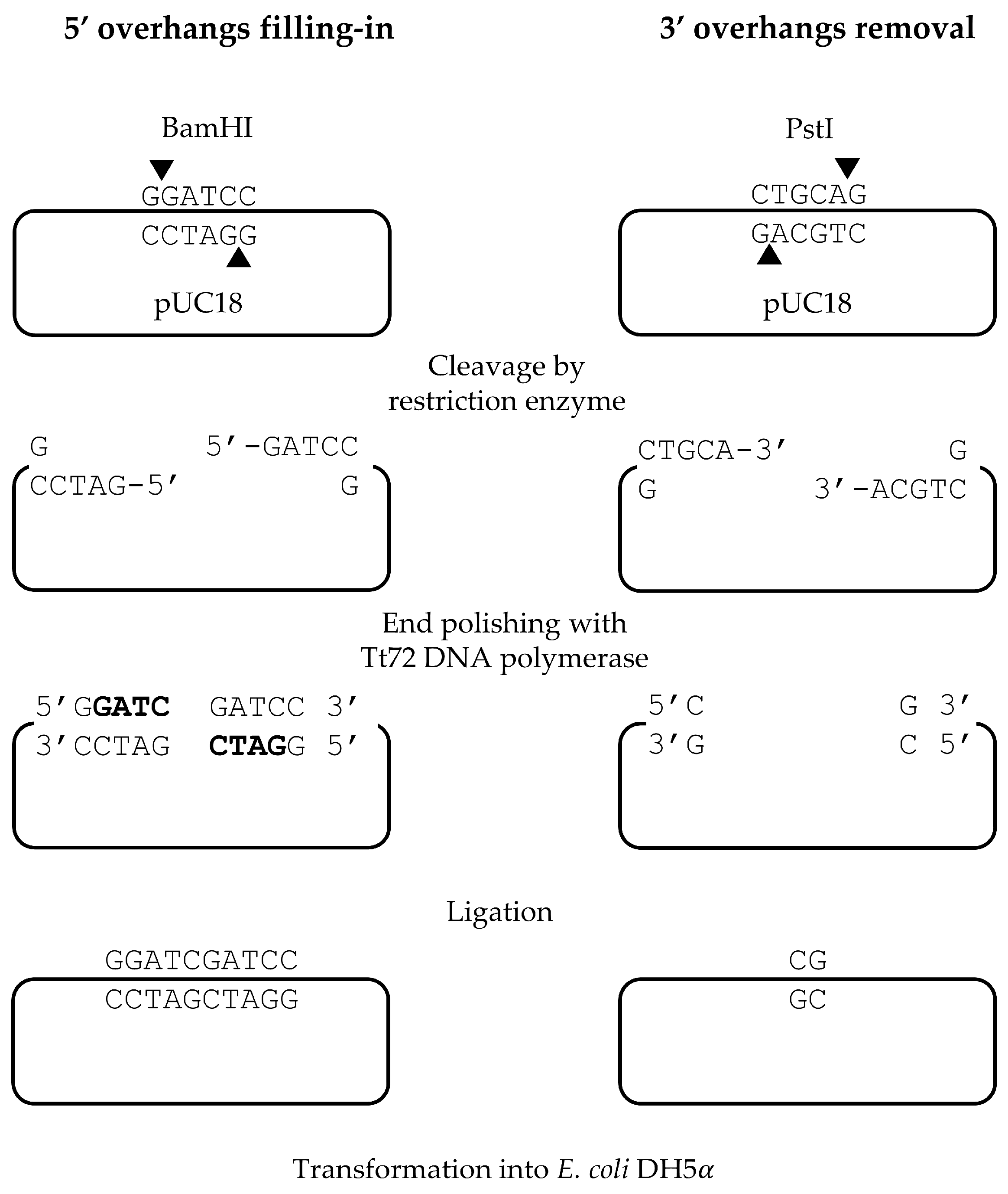 Ijms 25 13544 g002