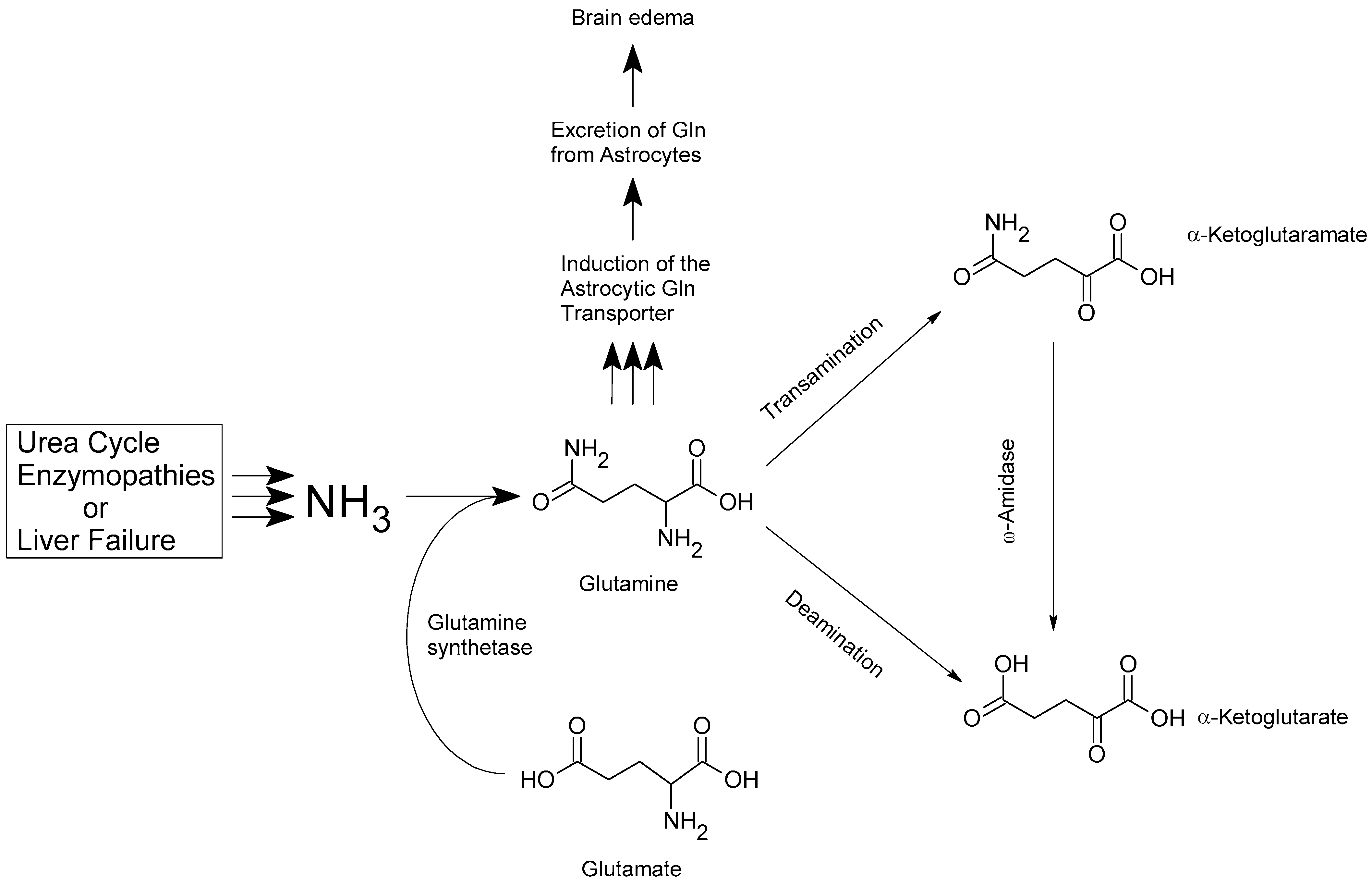 Ijms 25 13568 g001 Ijms 25 13568 g001